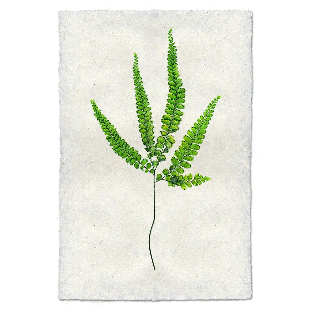 Fern #3 - The Mayfair Hall