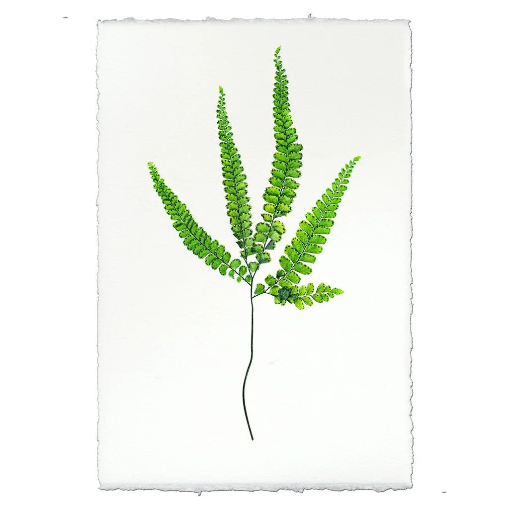 Fern #3 - The Mayfair Hall