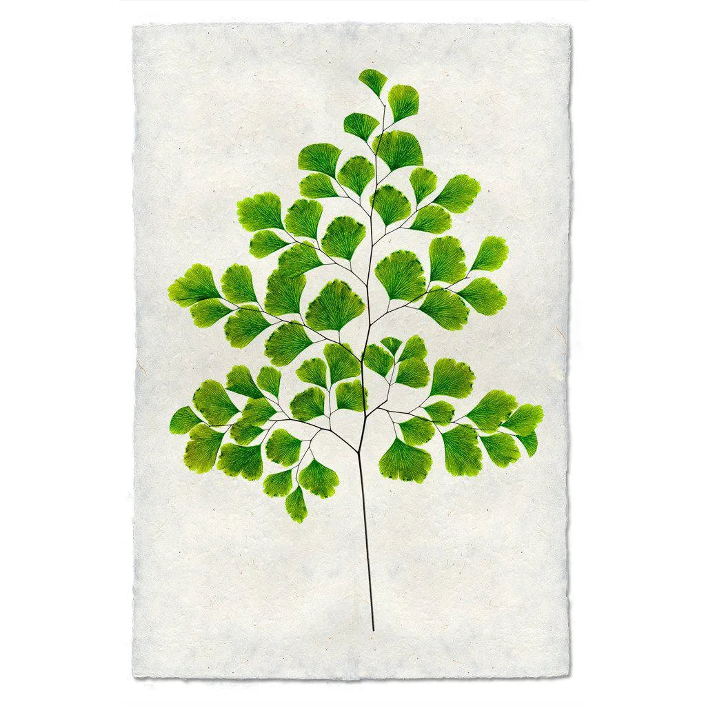 Fern #7 - The Mayfair Hall