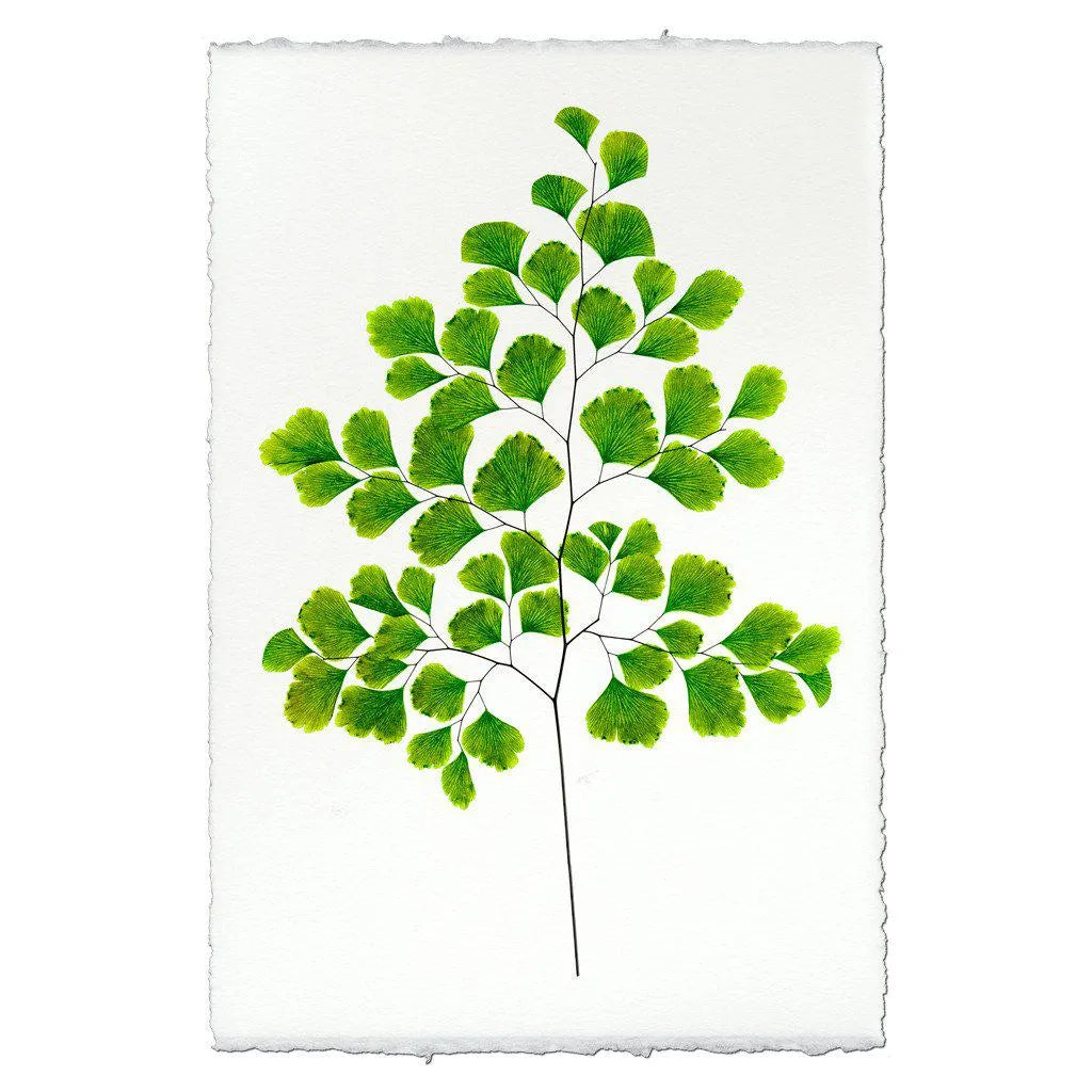 Fern #7 - The Mayfair Hall