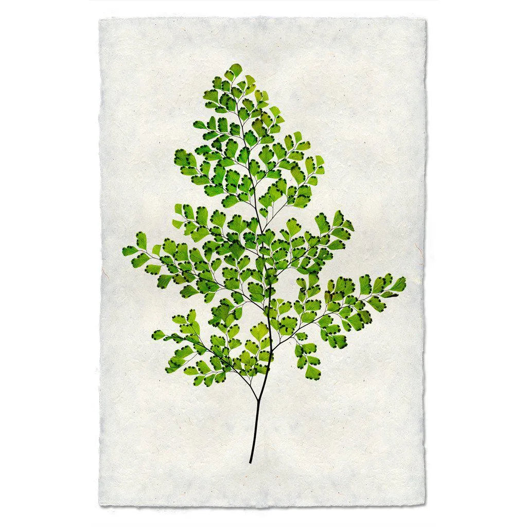 Fern #8 - The Mayfair Hall