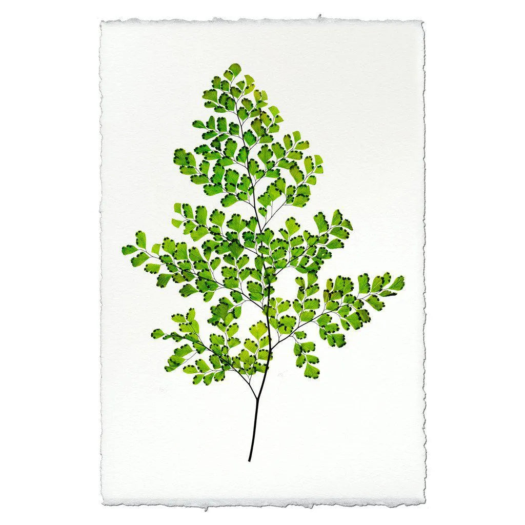 Fern #8 - The Mayfair Hall