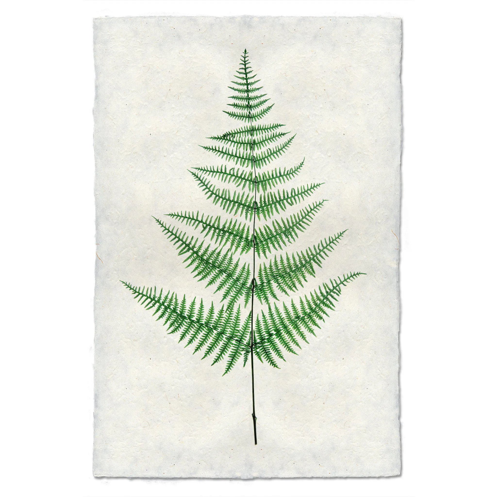 Fern #9 - The Mayfair Hall