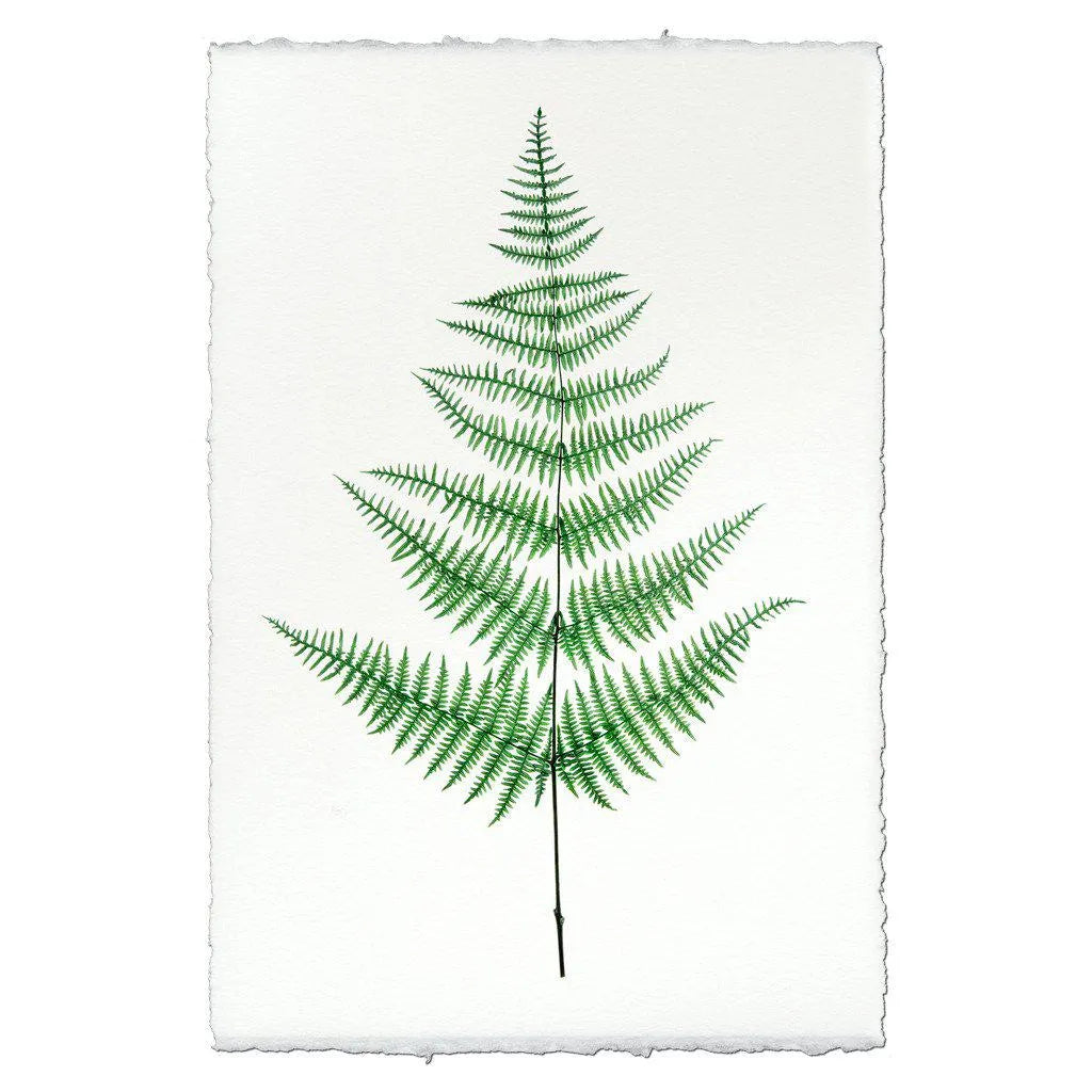 Fern #9 - The Mayfair Hall