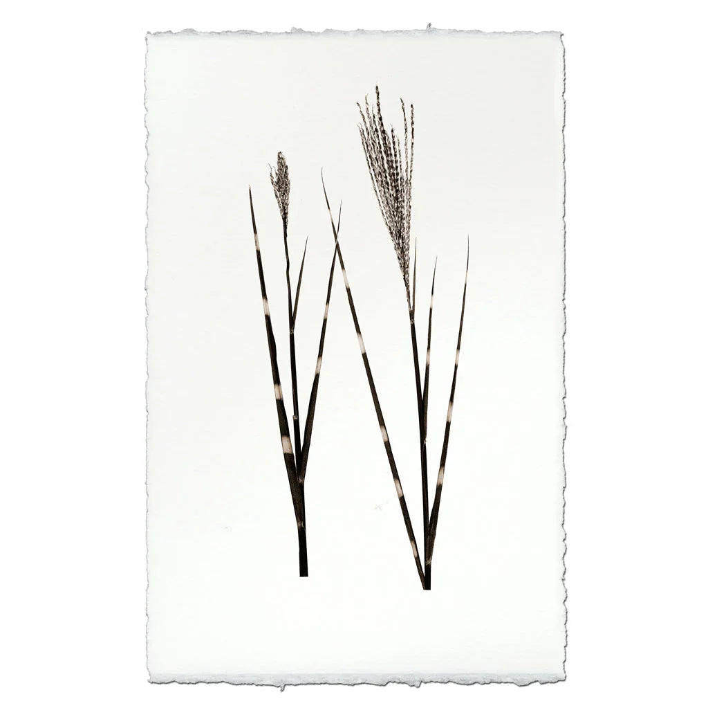 Grass Form - The Mayfair Hall