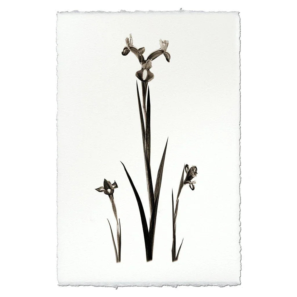 Iris - The Mayfair Hall