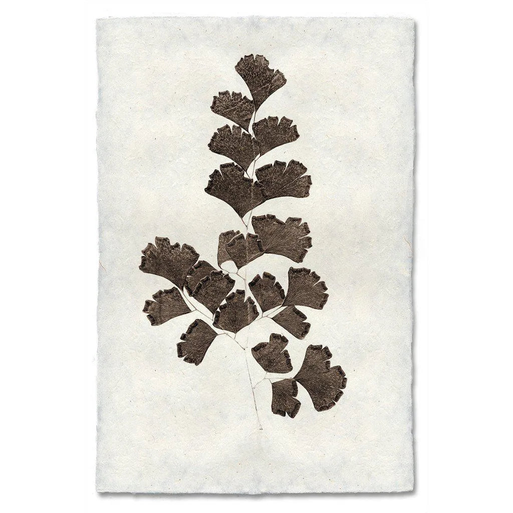 Leaf Study #3 - The Mayfair Hall