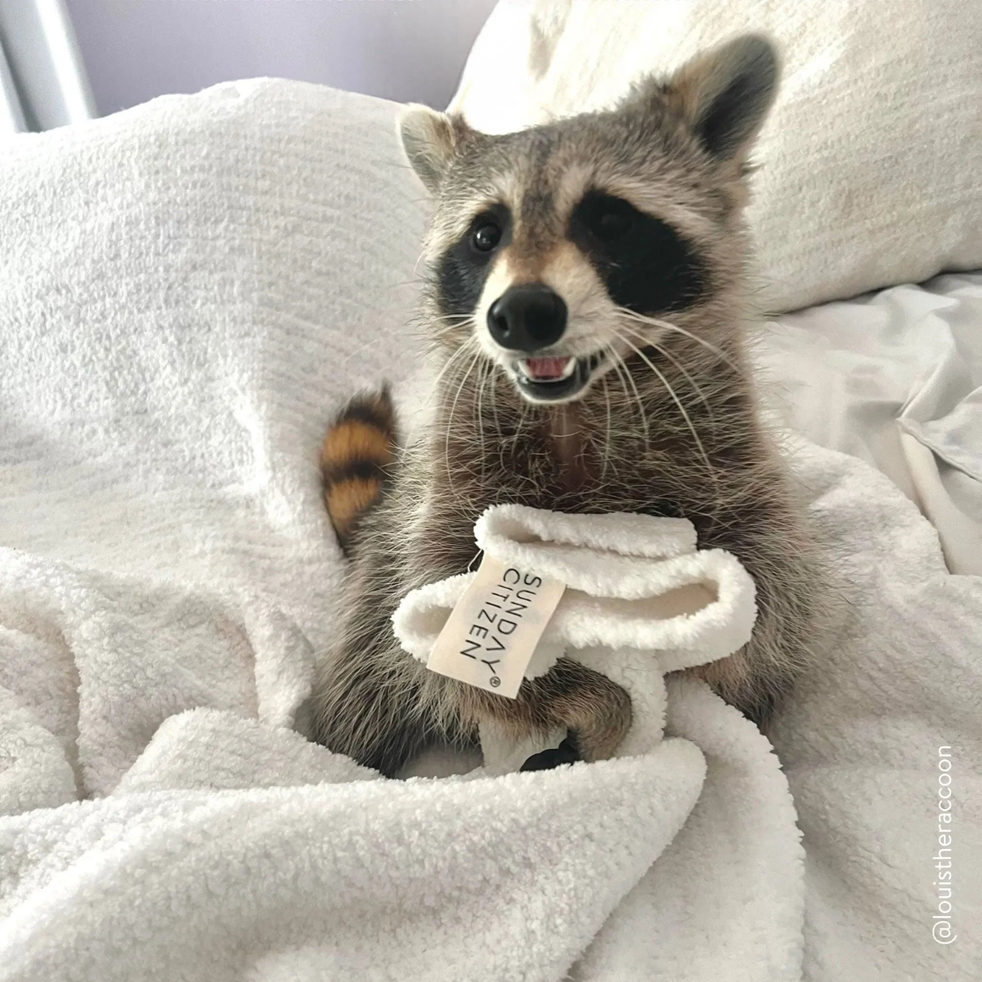 Snug Throw - The Mayfair Hall