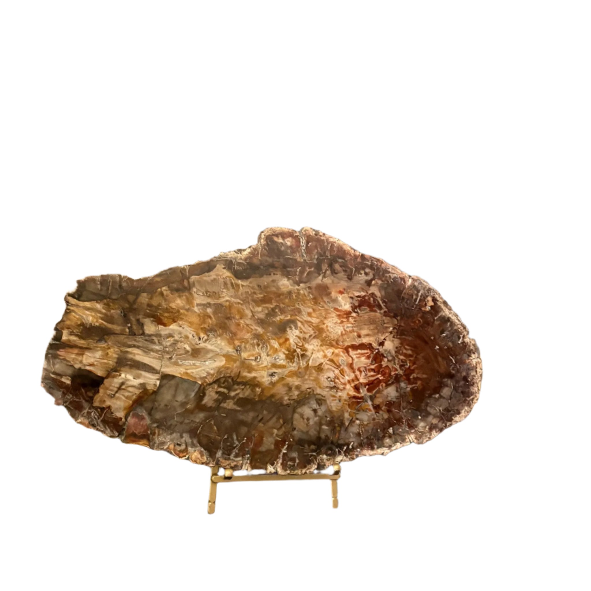 Madagascar Petrified Wood Slab