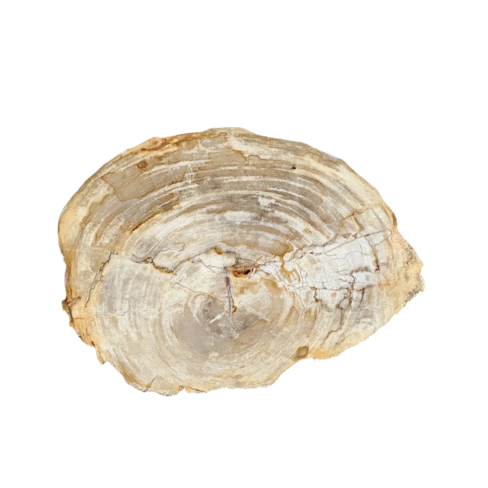 Natural Edge Petrified Wood Serving Board - The Mayfair Hall