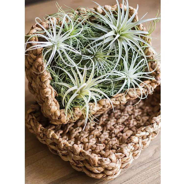 Organic Straw Organizer Storage with Lid - The Mayfair Hall