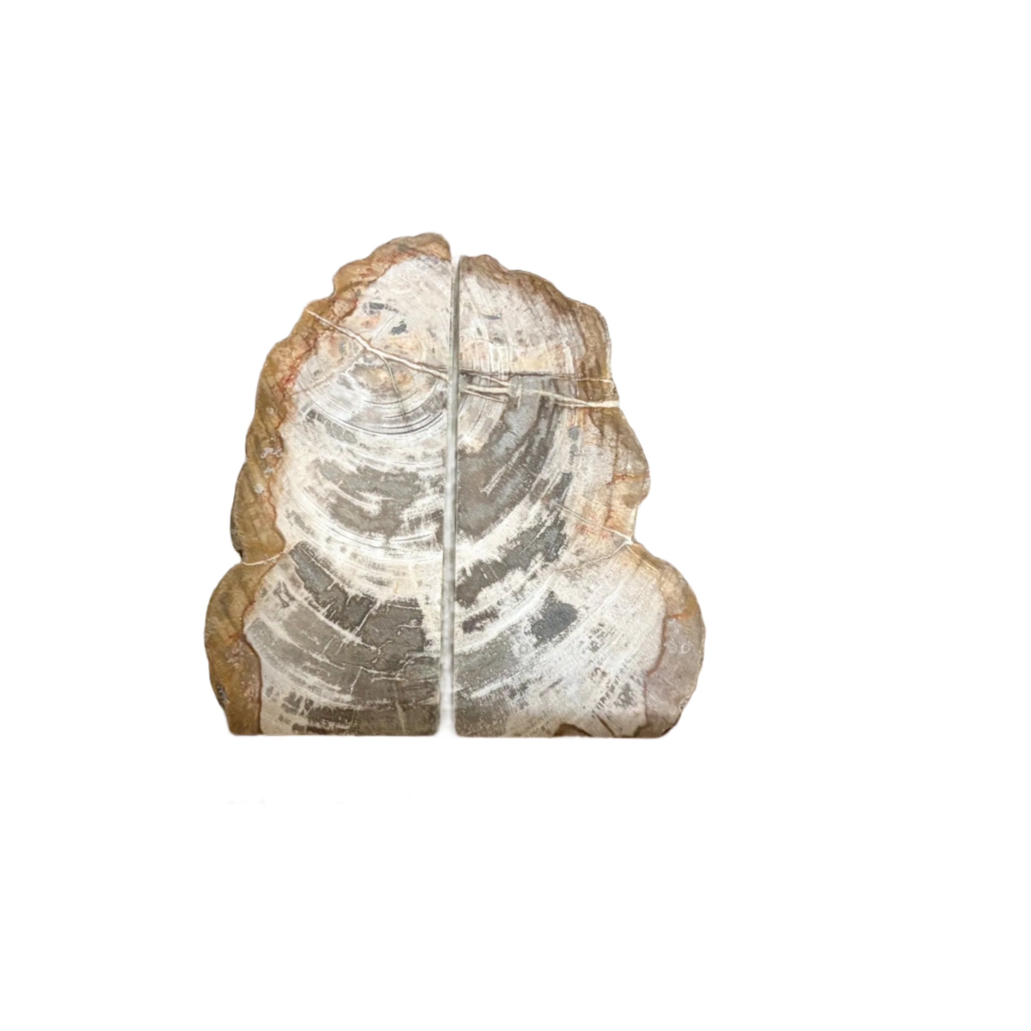 Petrified Wood Bookend Pair