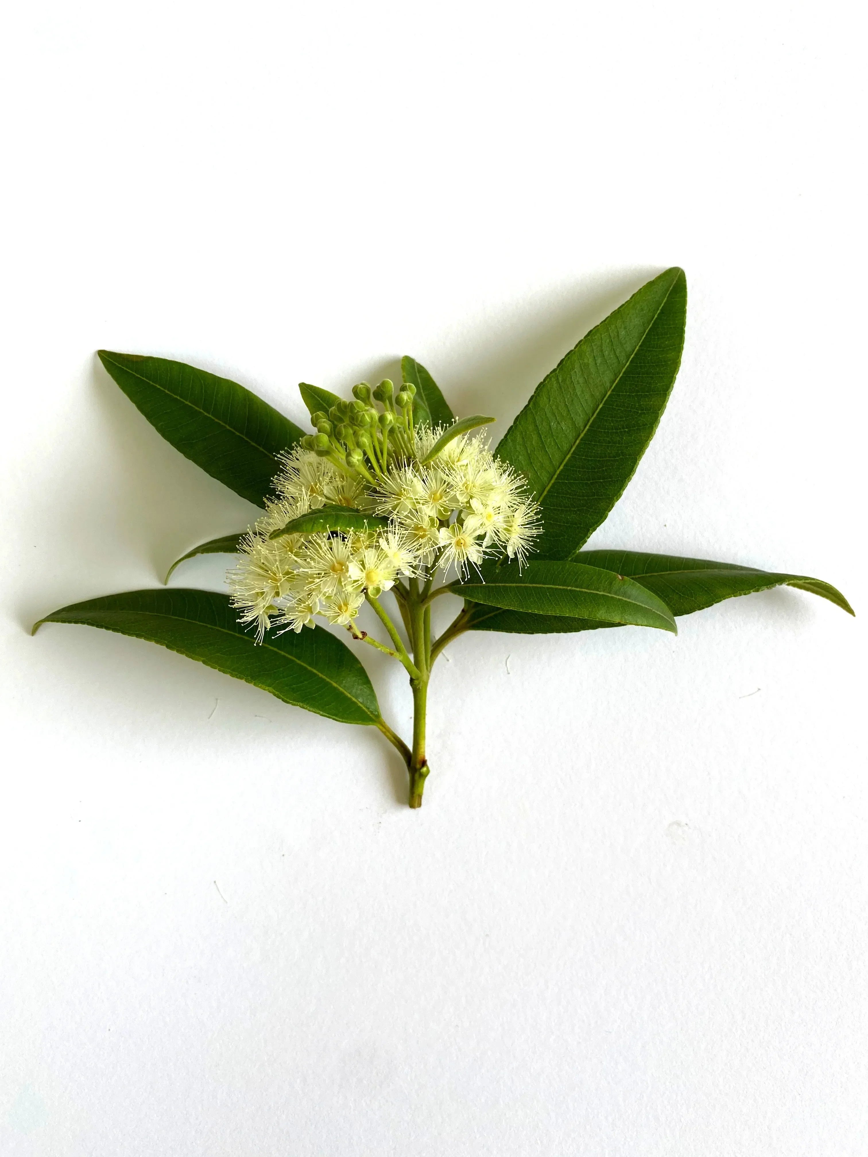 Fragrance Oil Singles - The Mayfair Hall