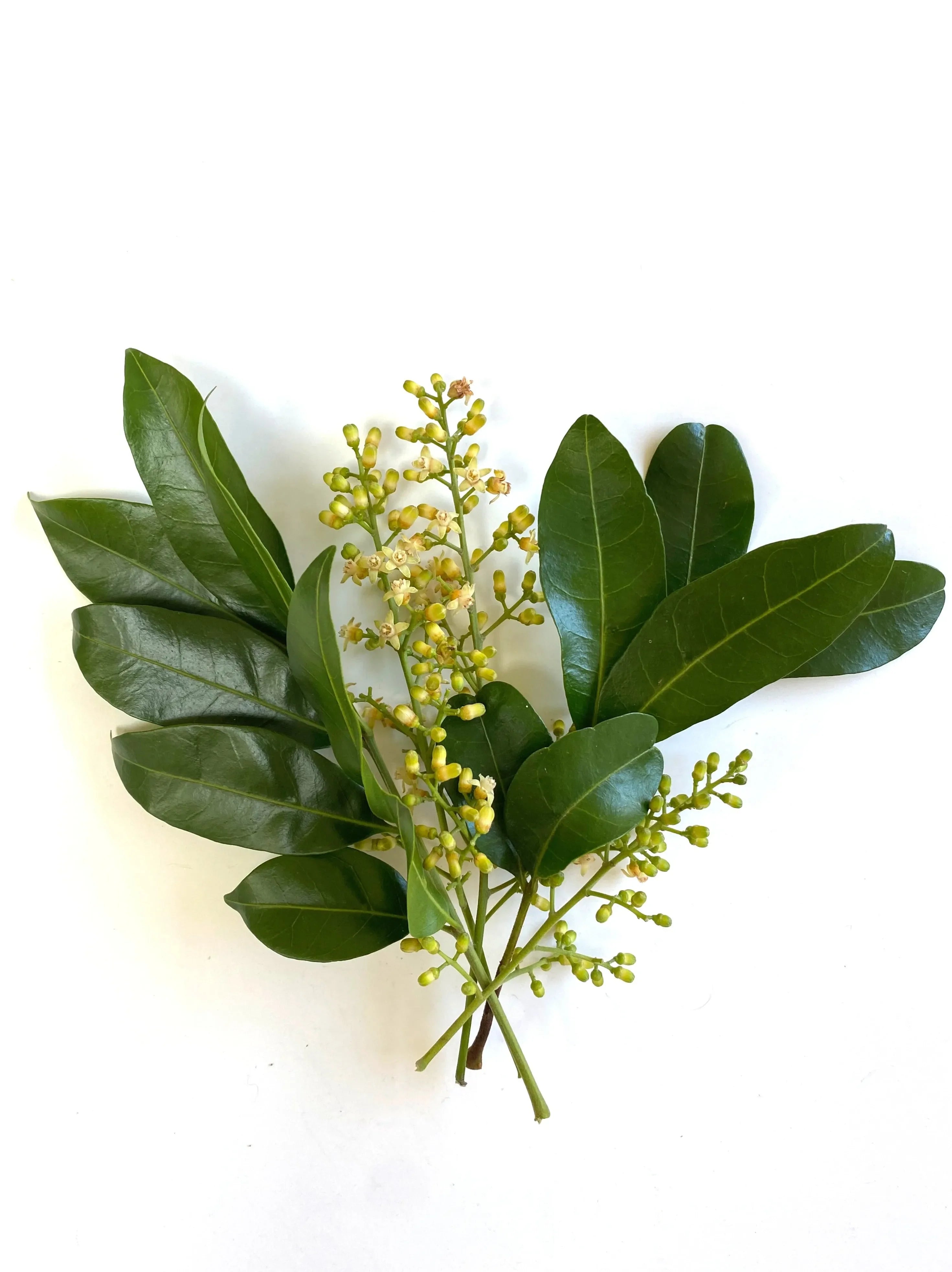 Fragrance Oil Singles - The Mayfair Hall