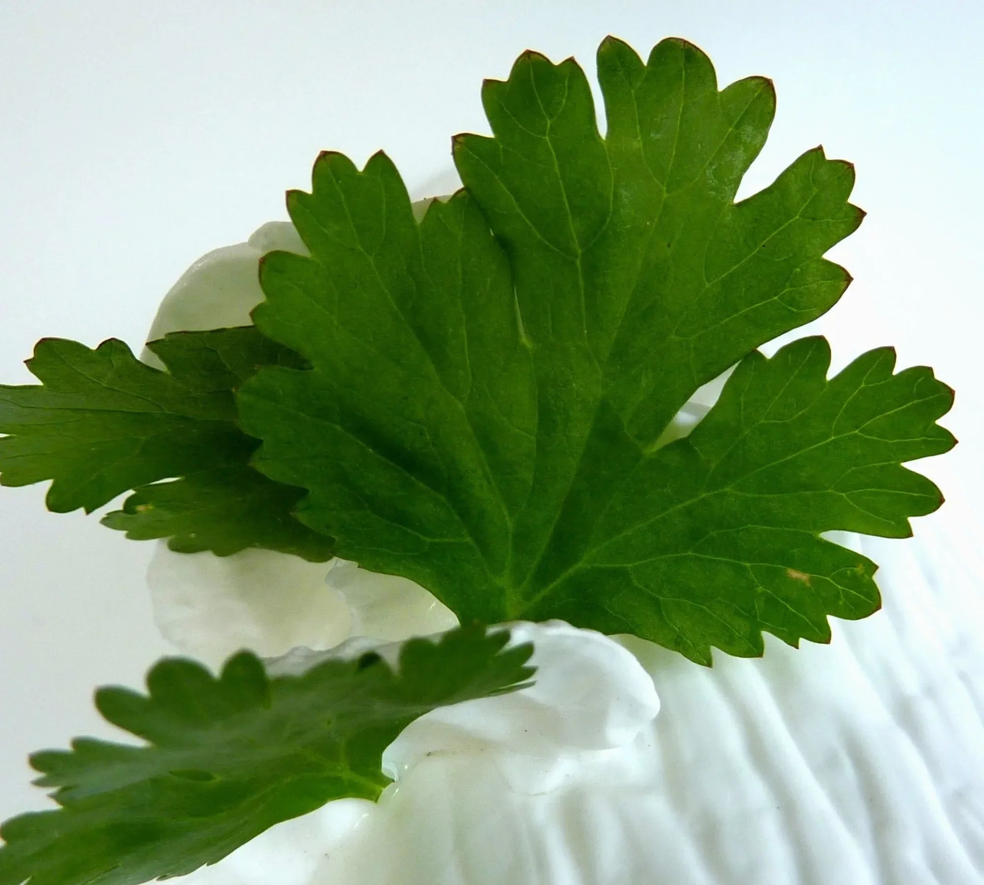 Fragrance Oil Singles - The Mayfair Hall