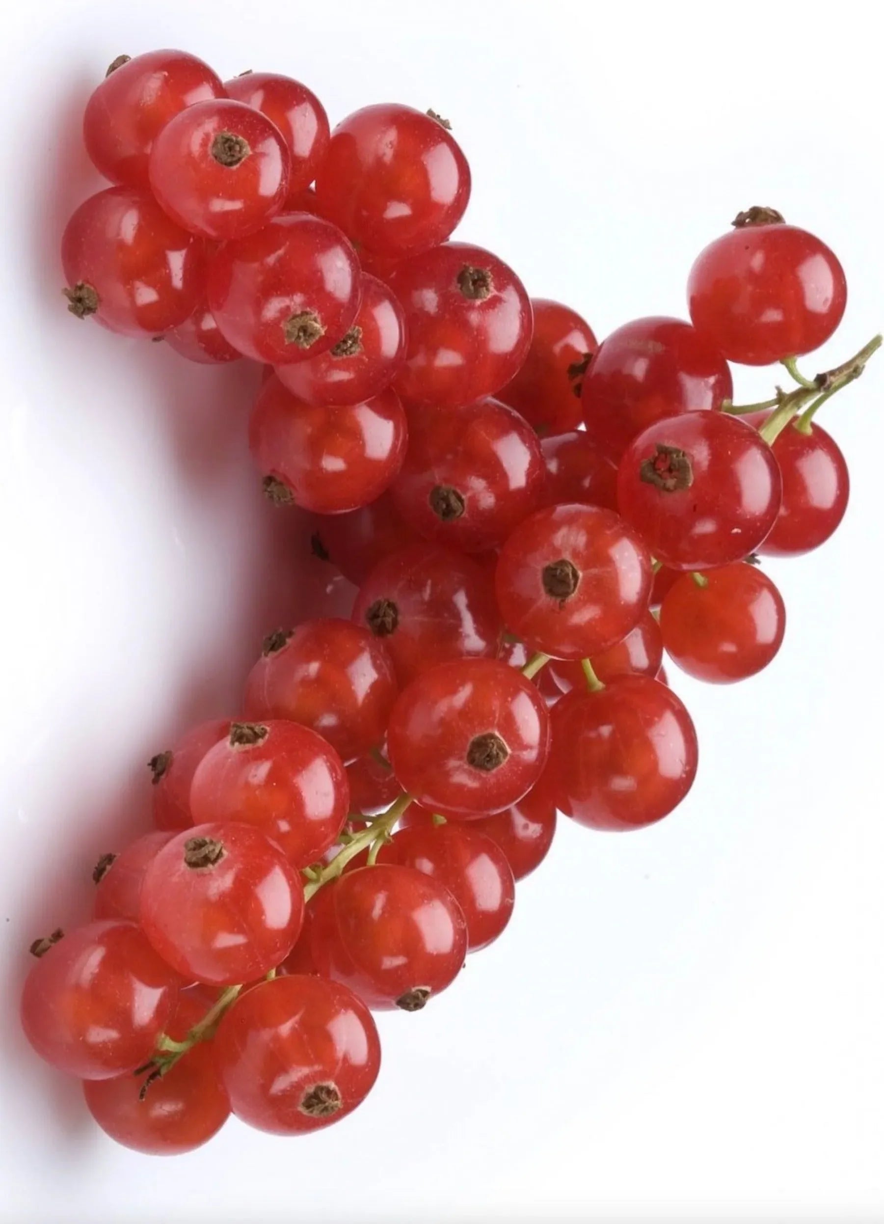 Fragrance Oil Singles - The Mayfair Hall