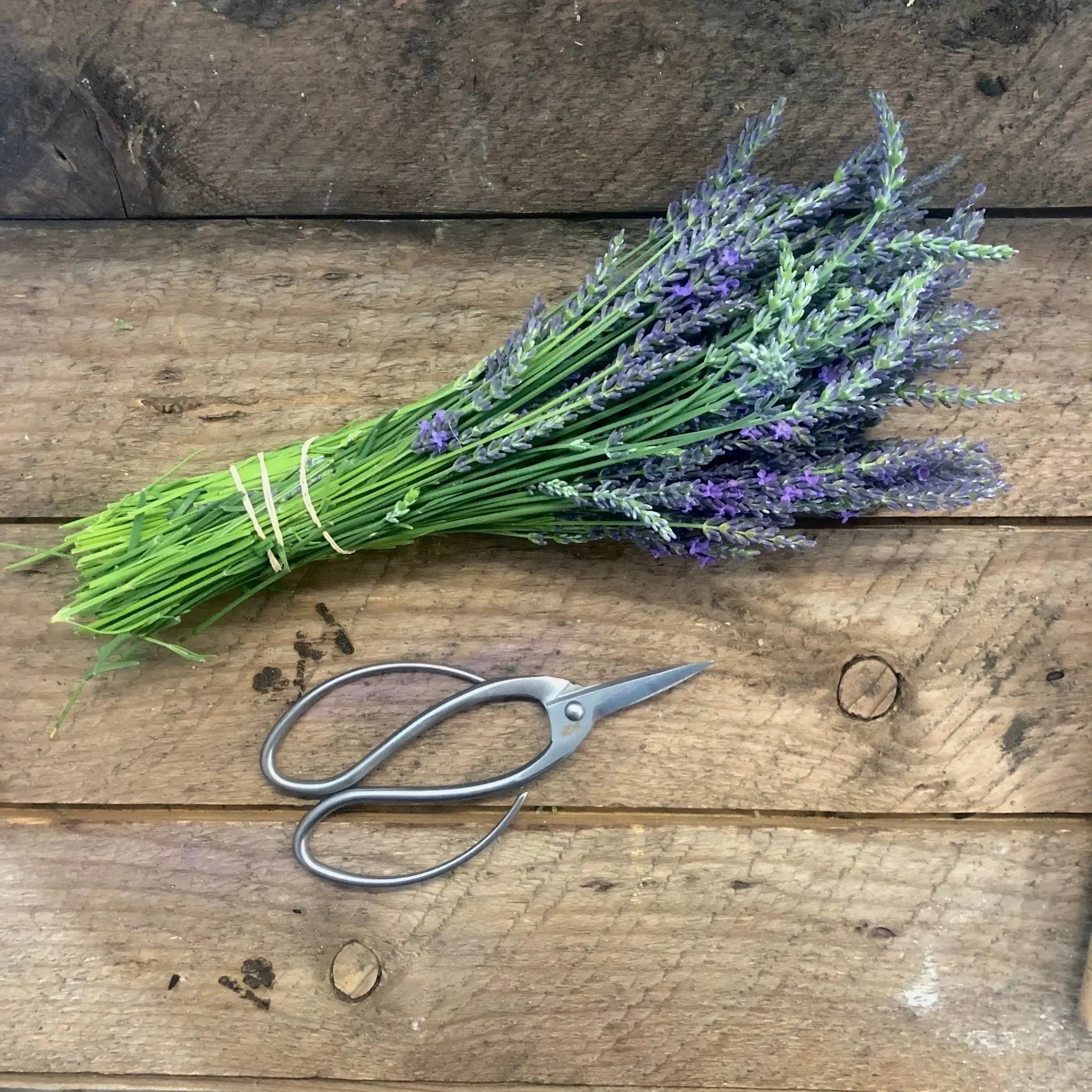 Stainless Garden Scissors (Pruning Shears/Pruners/Secateurs/Clippers) - The Mayfair Hall
