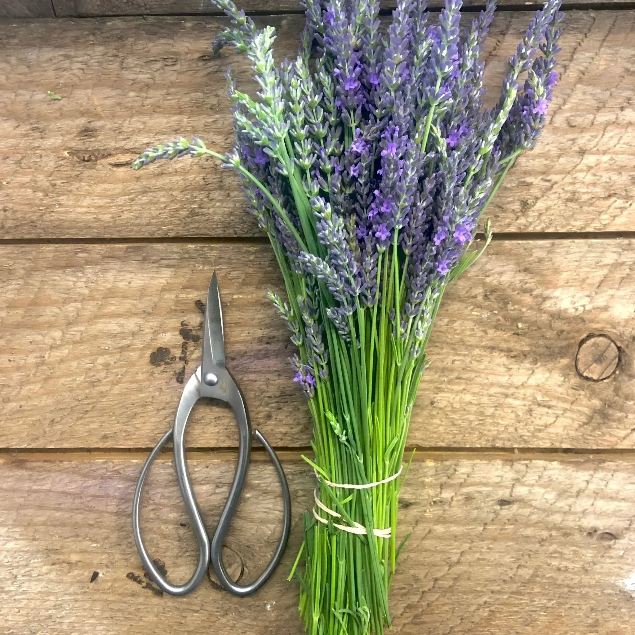 Stainless Garden Scissors (Pruning Shears/Pruners/Secateurs/Clippers) - The Mayfair Hall