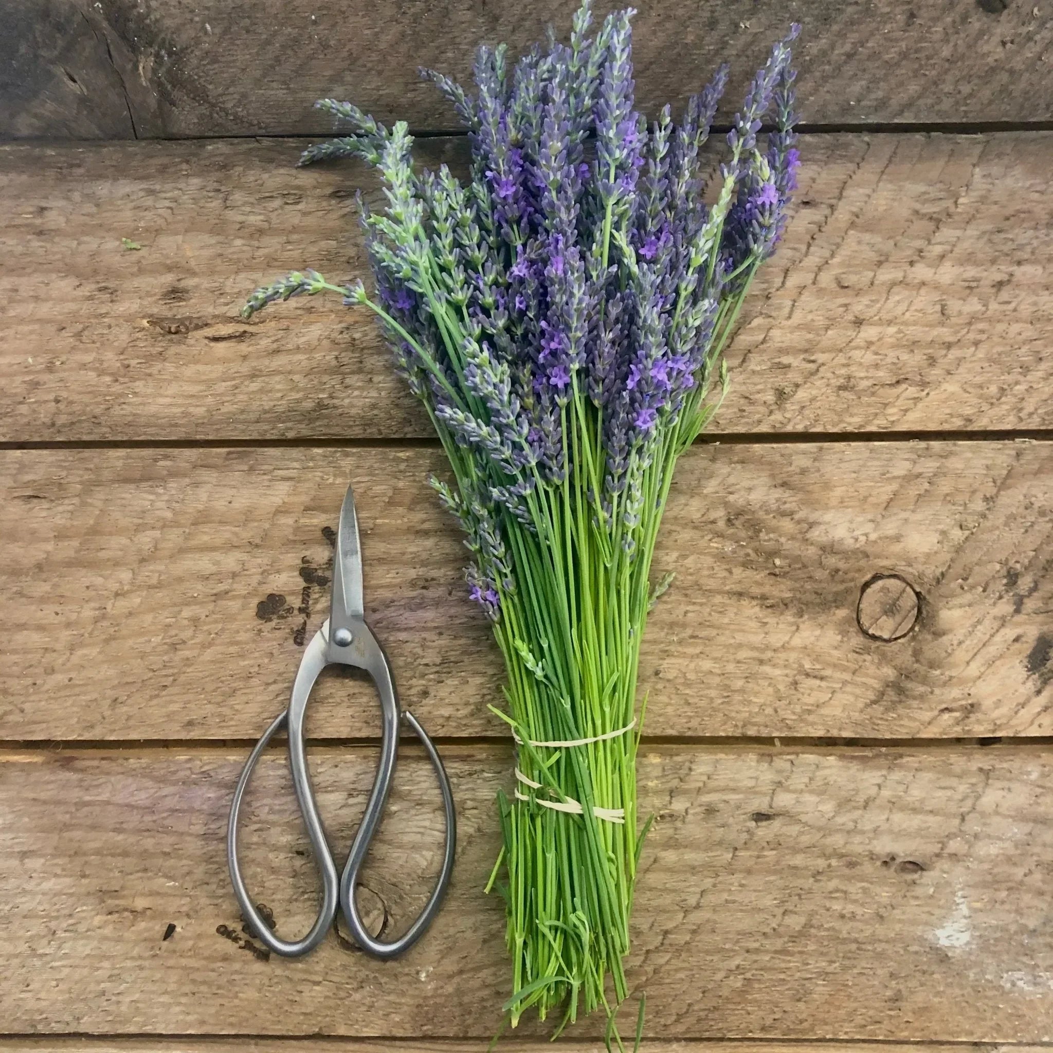 Stainless Garden Scissors (Pruning Shears/Pruners/Secateurs/Clippers) - The Mayfair Hall
