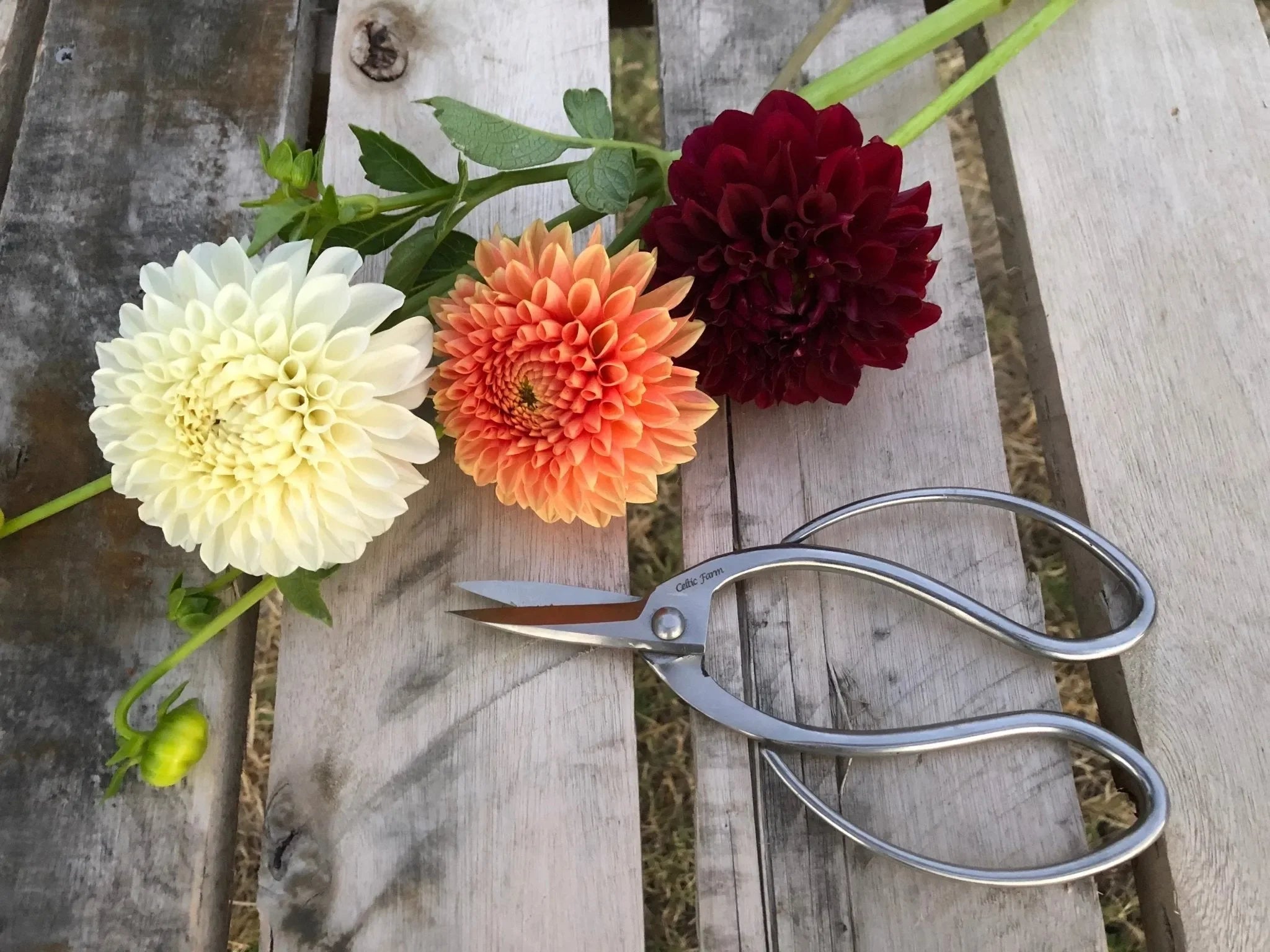 Stainless Garden Scissors (Pruning Shears/Pruners/Secateurs/Clippers) - The Mayfair Hall