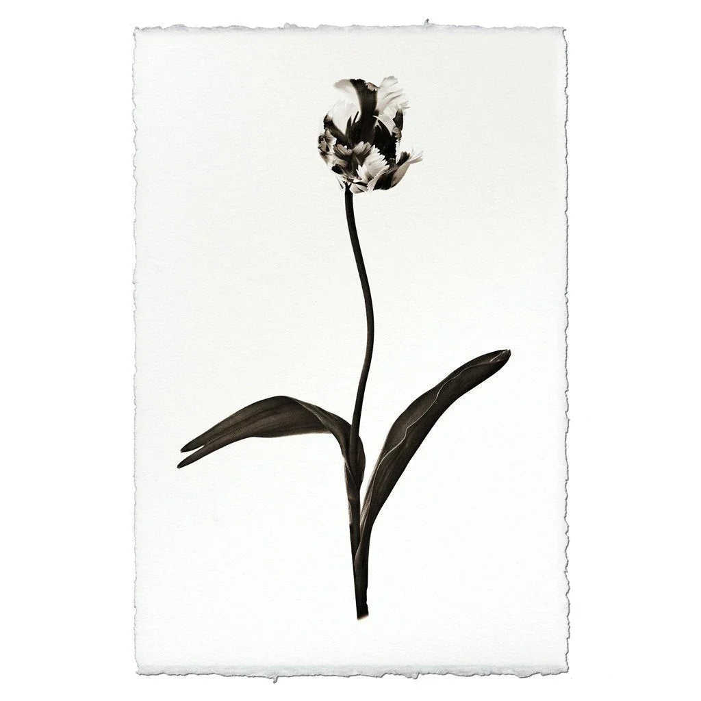 Tulip - The Mayfair Hall
