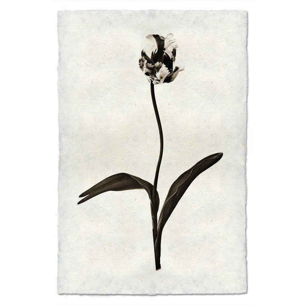 Tulip - The Mayfair Hall