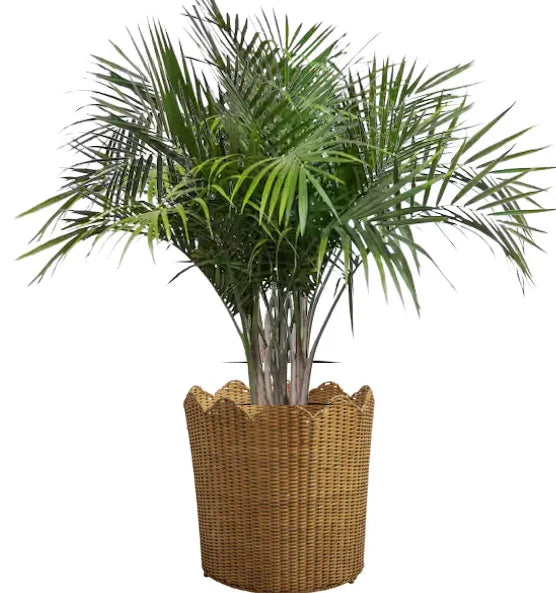 Wicker Floor Planter in Natural with Scalloped Rim - The Mayfair Hall