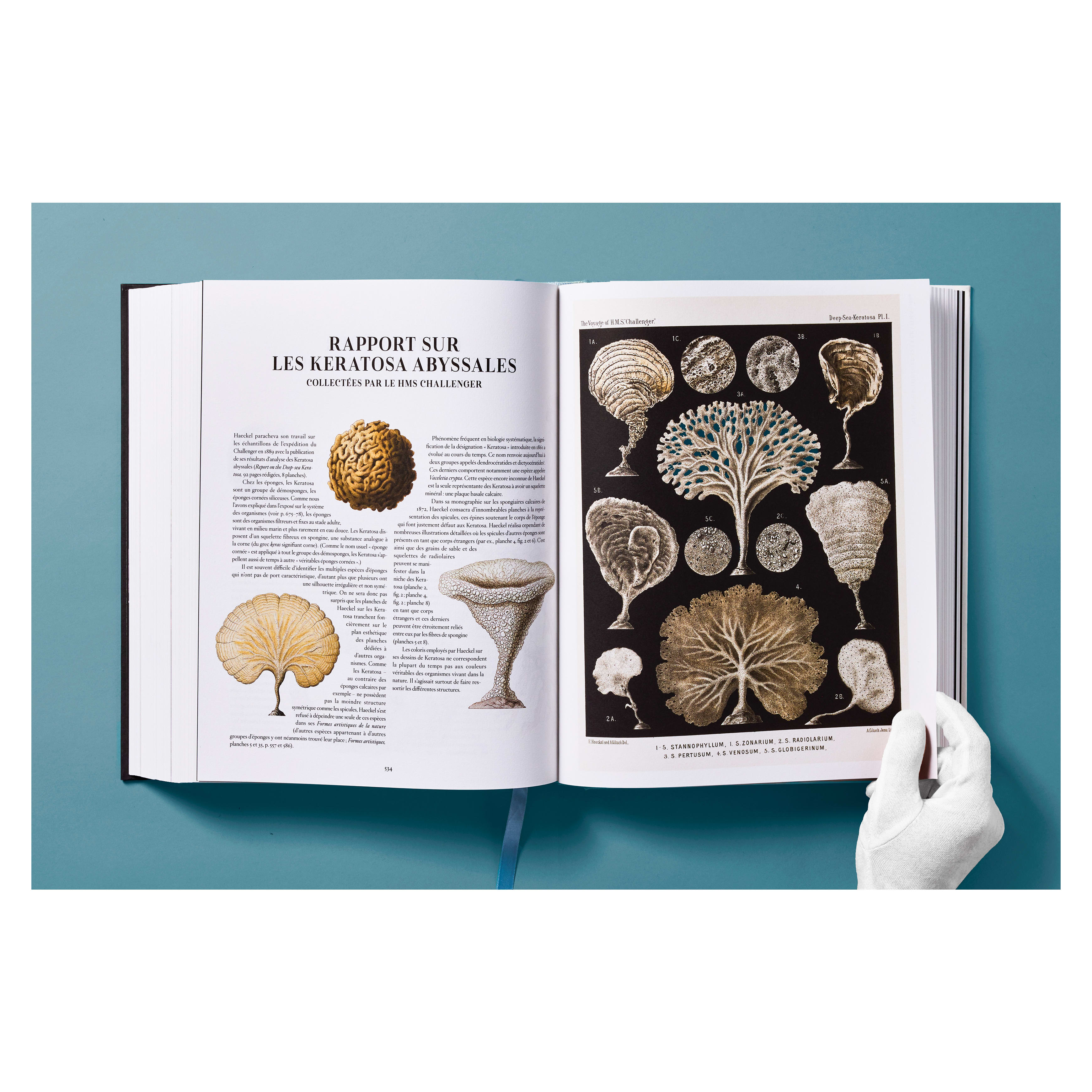The Art and Science of Ernst Haeckel (German, French, English)