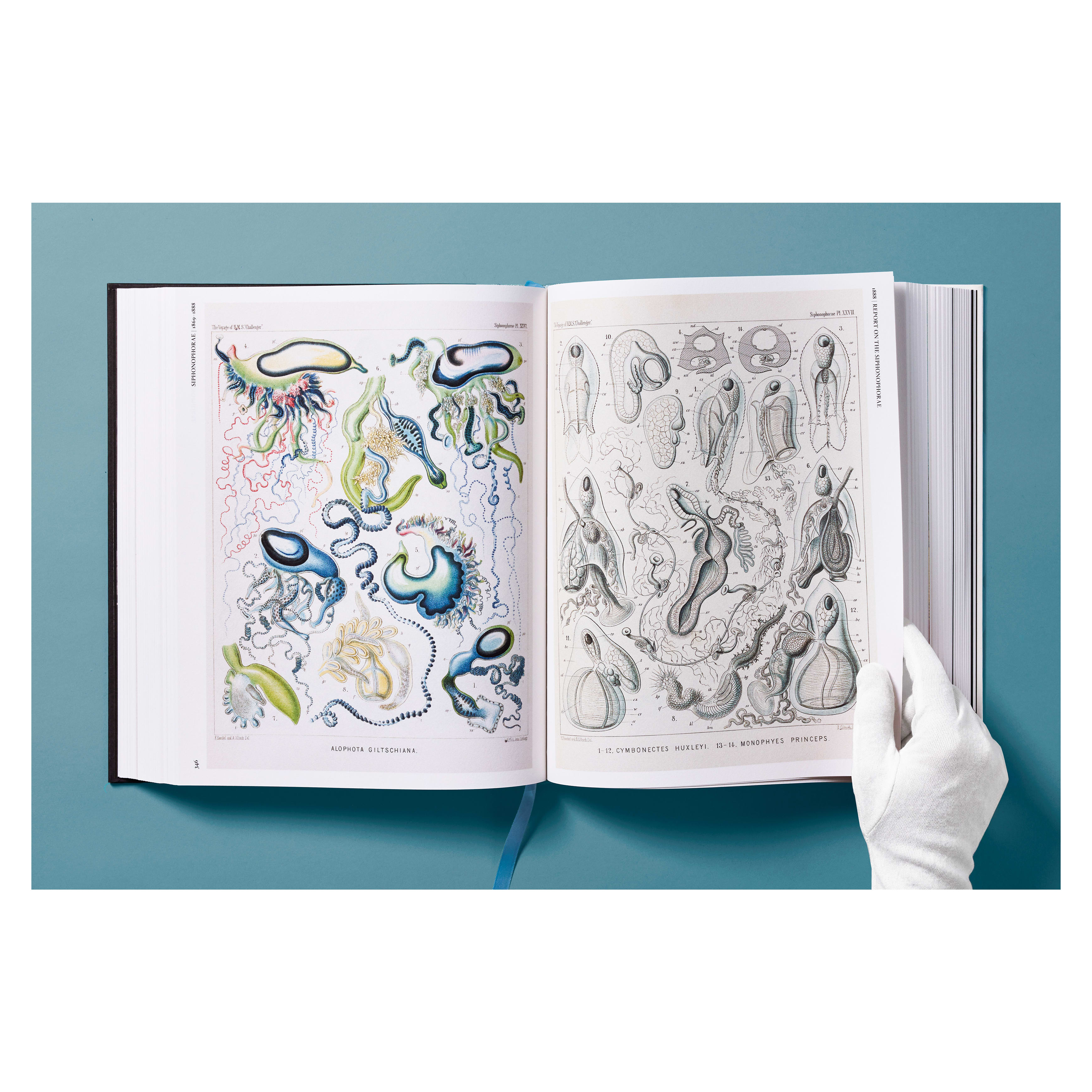 The Art and Science of Ernst Haeckel (German, French, English)