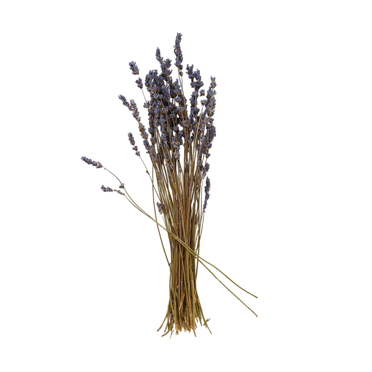 Dried Lavender