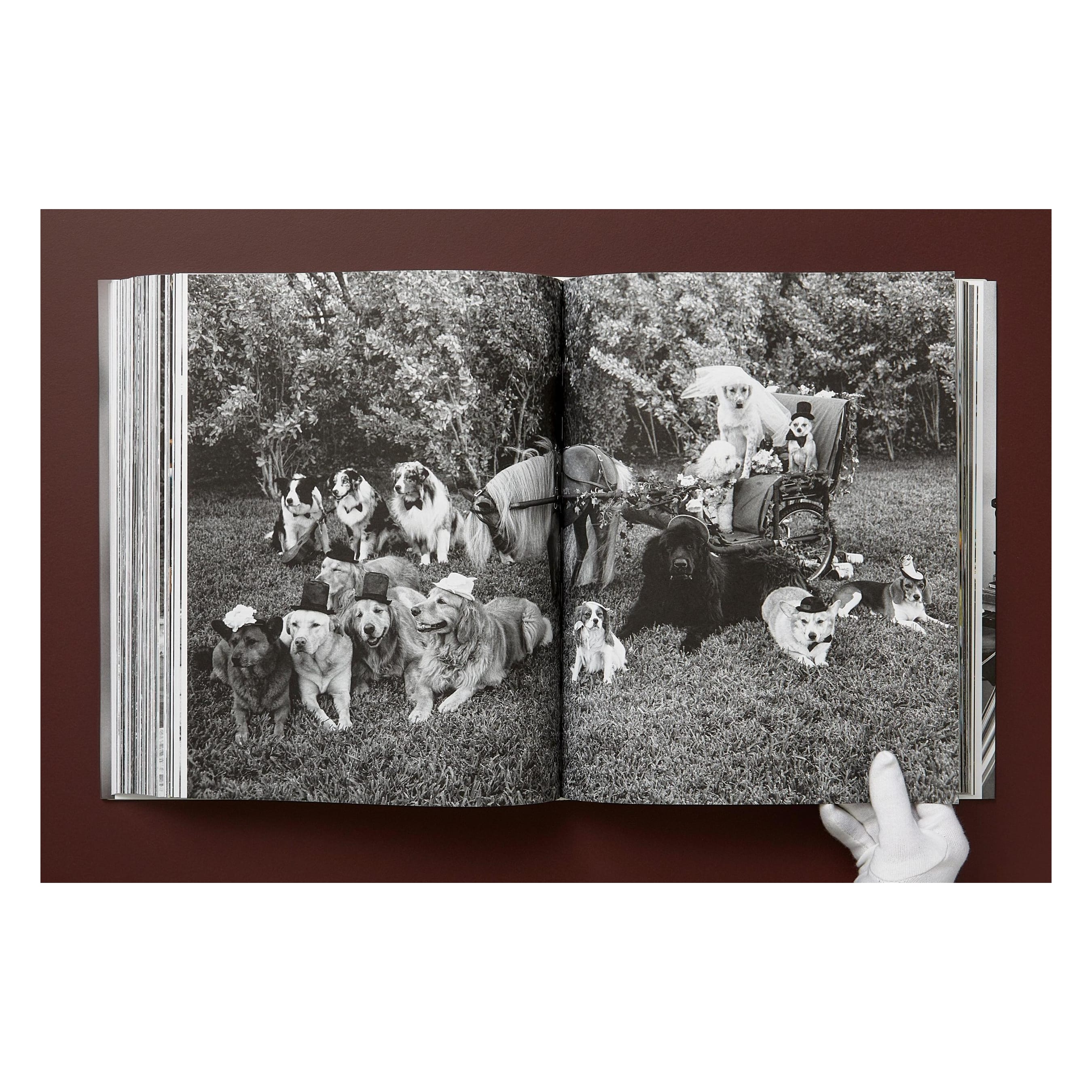 Bruce Weber. The Golden Retriever Photographic Society (German, French, English)