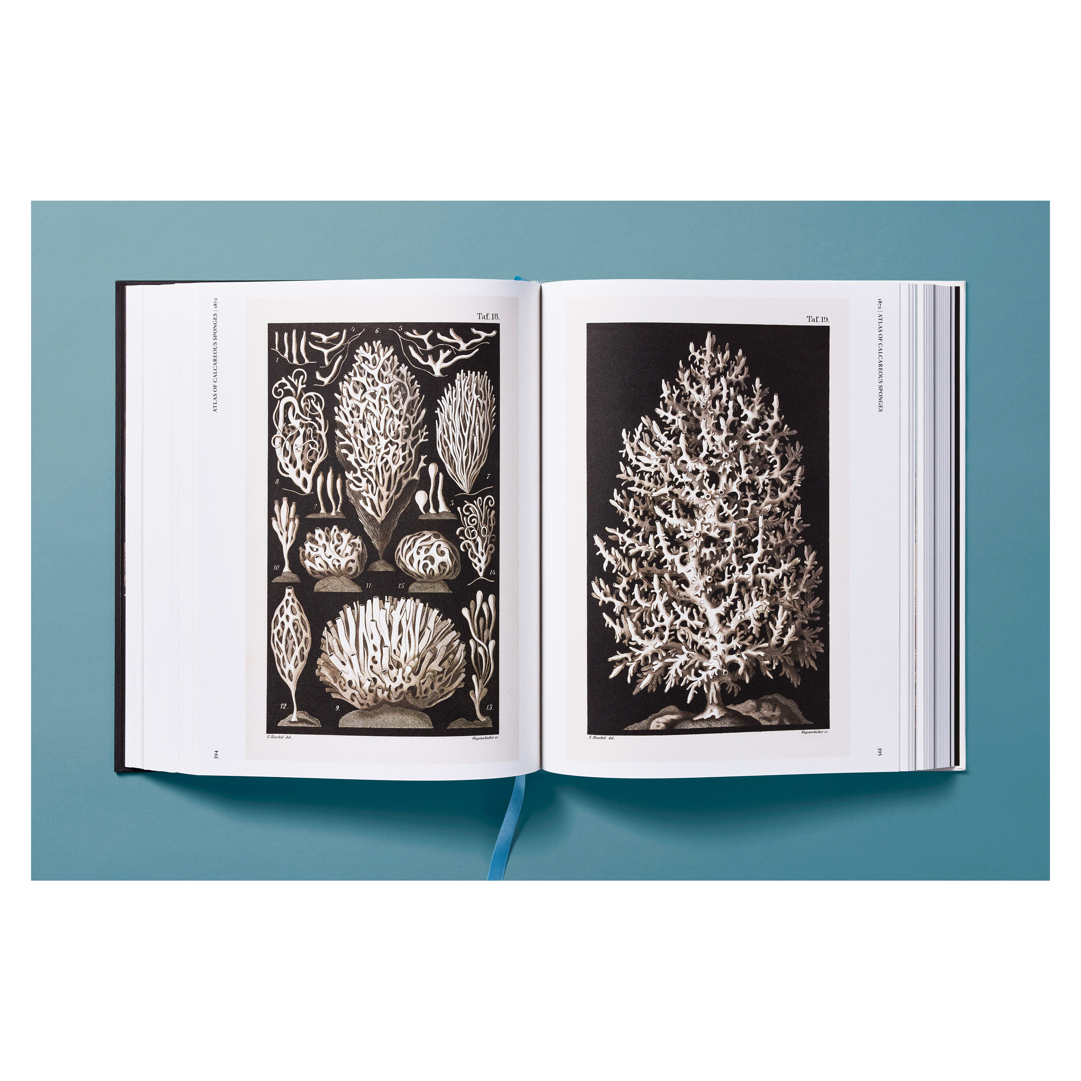 The Art and Science of Ernst Haeckel (German, French, English)