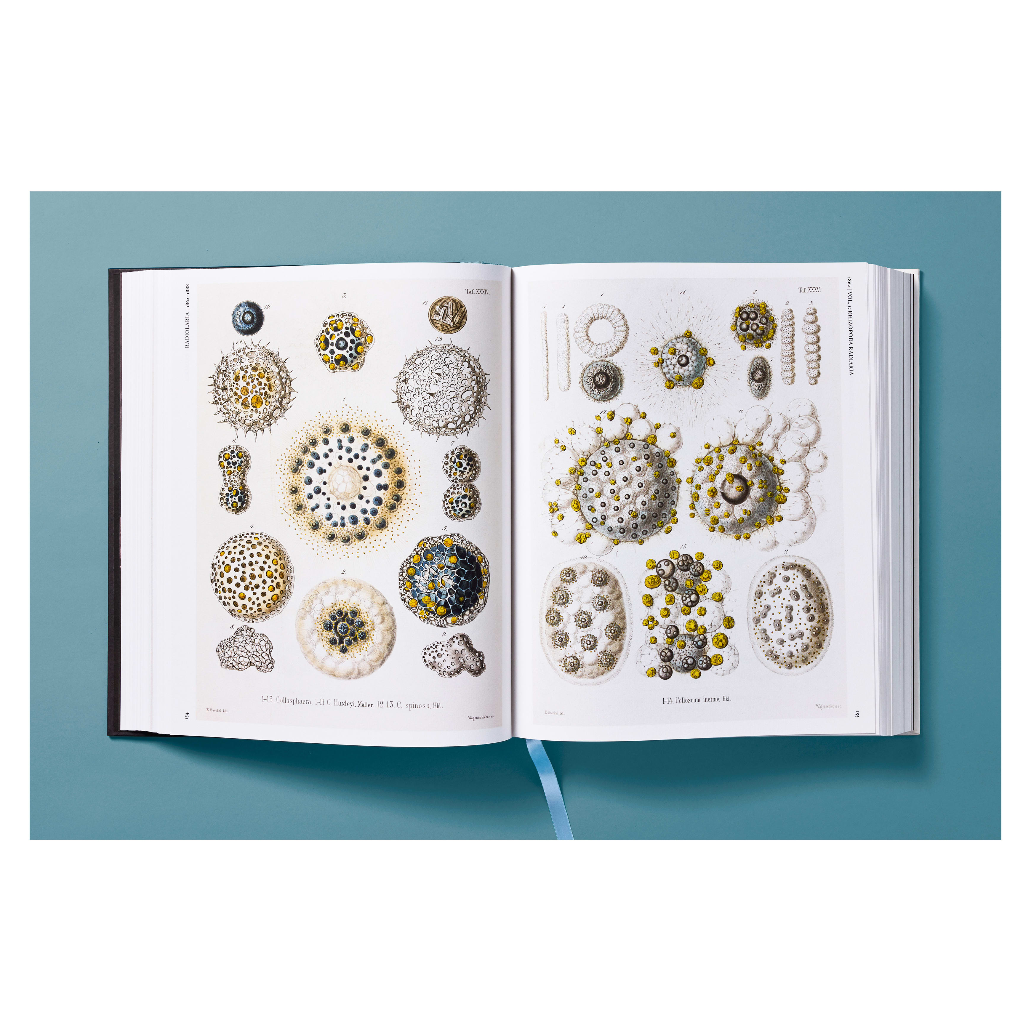 The Art and Science of Ernst Haeckel (German, French, English)