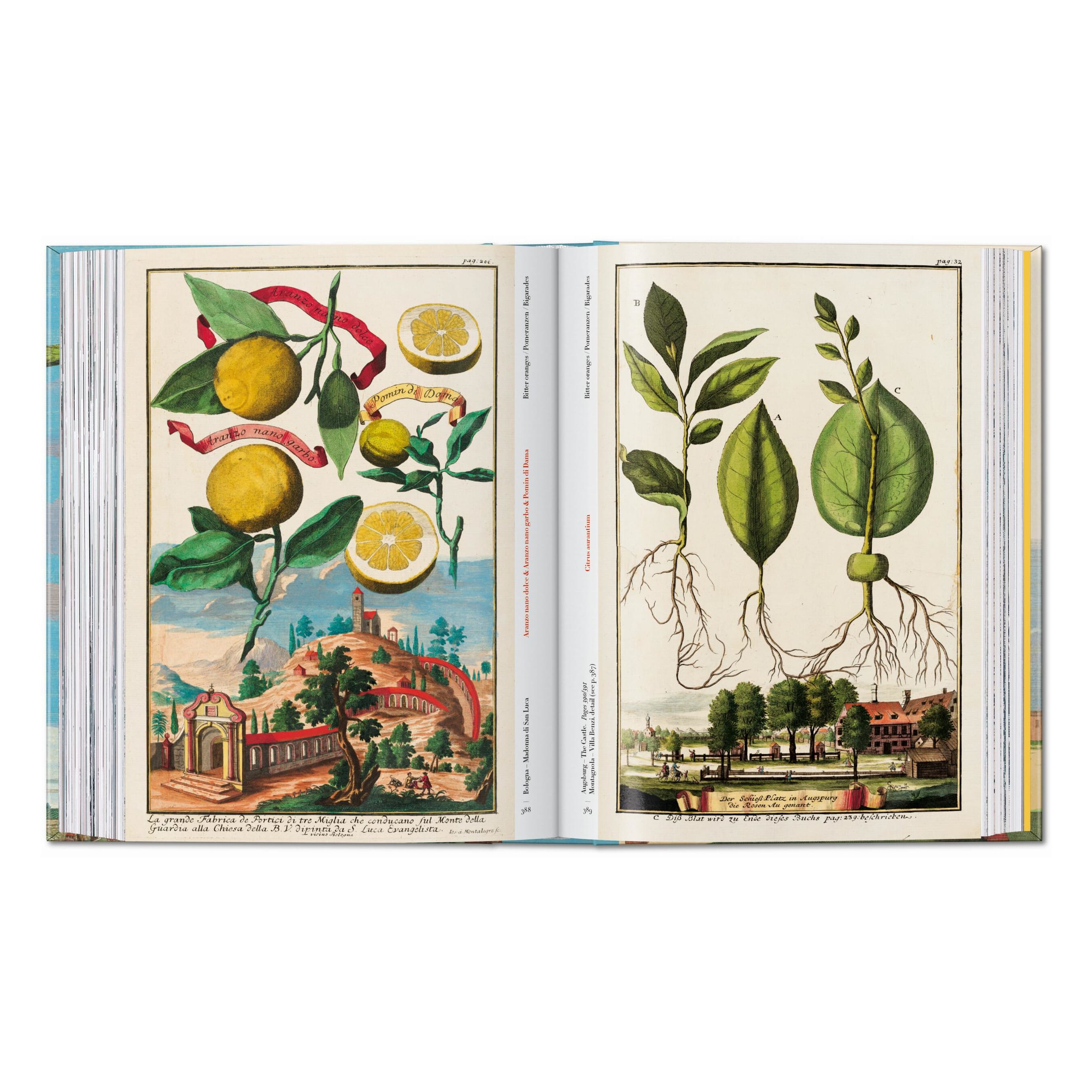 J. C. Volkamer. The Book of Citrus Fruits. 45th Ed. (German, French, English)