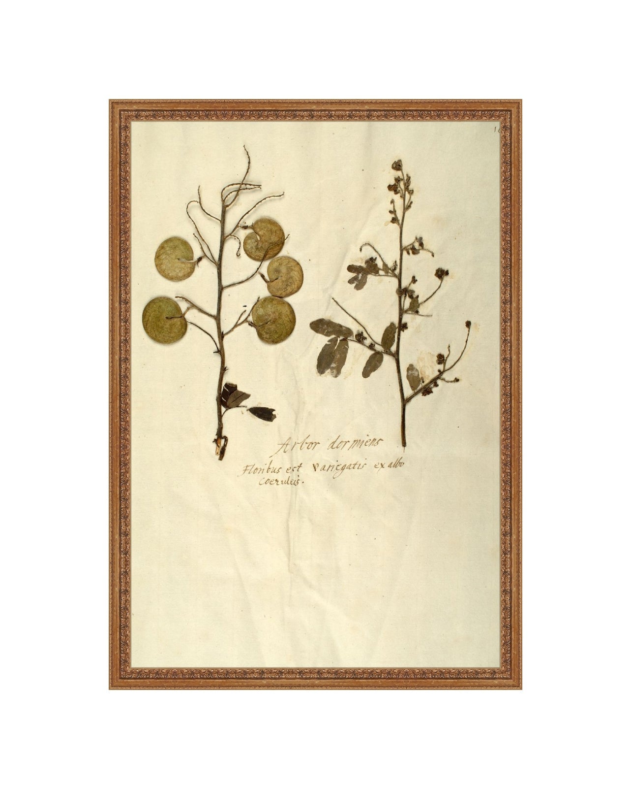 Herbarium X