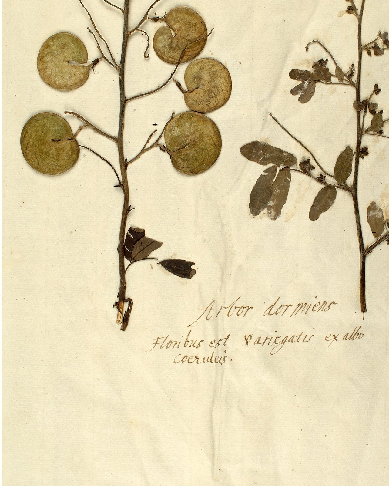 Herbarium X