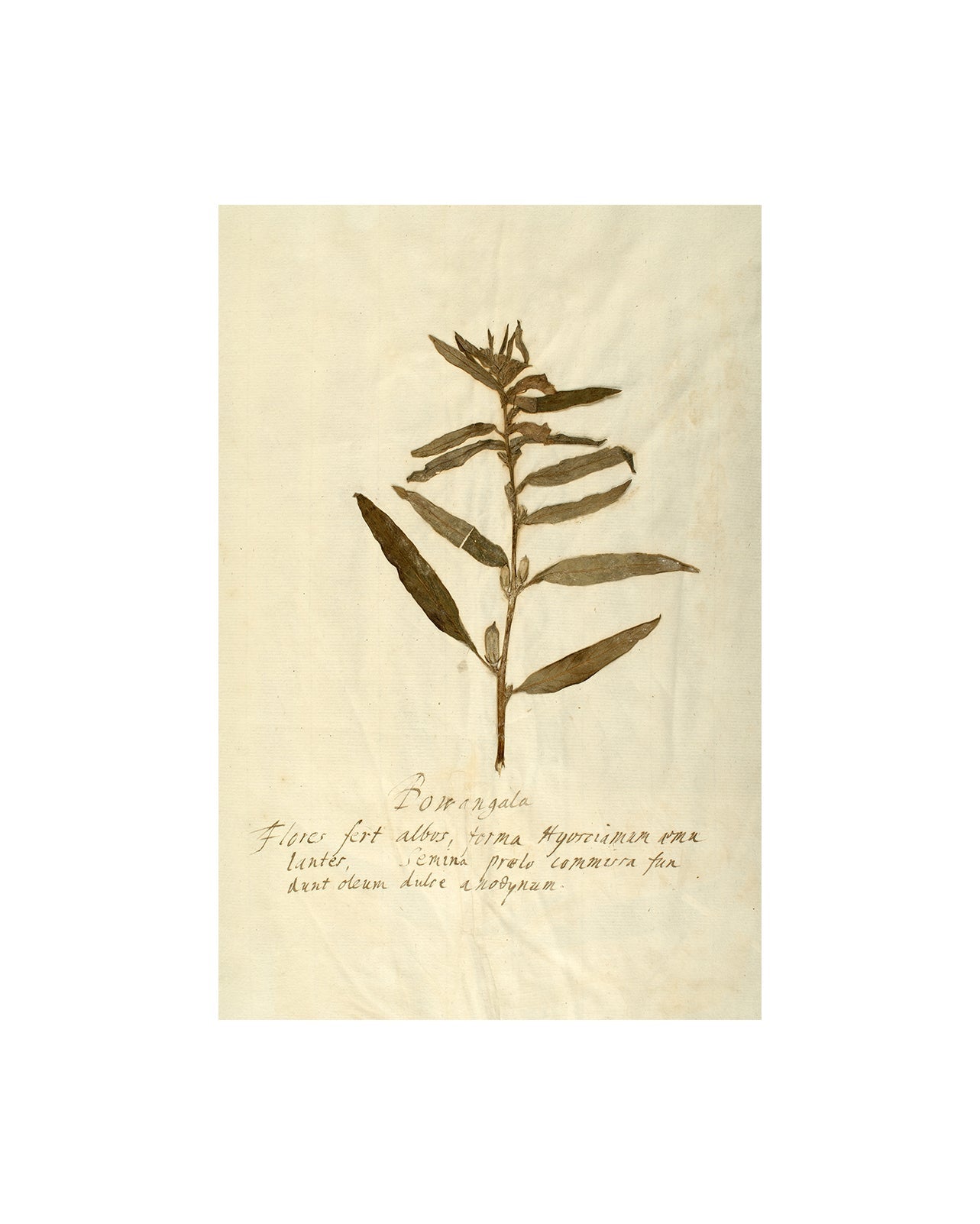 Herbarium VIII