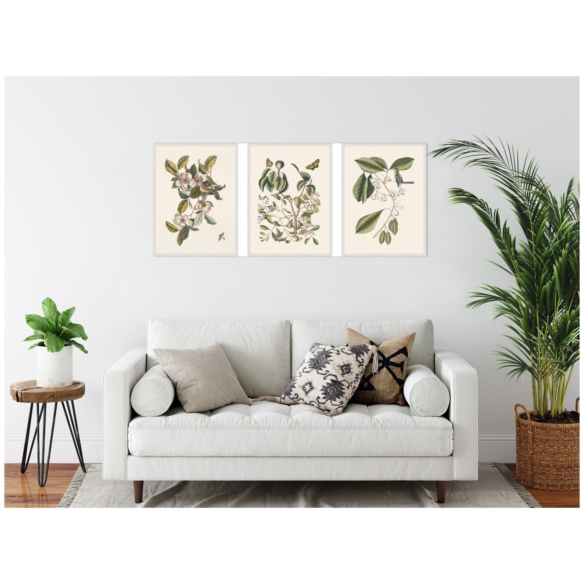 1754 Mark Catesby Botanicals and Avian Studies 3 Piece Framed Canvas Wall Art Set by Nostalgia Prints