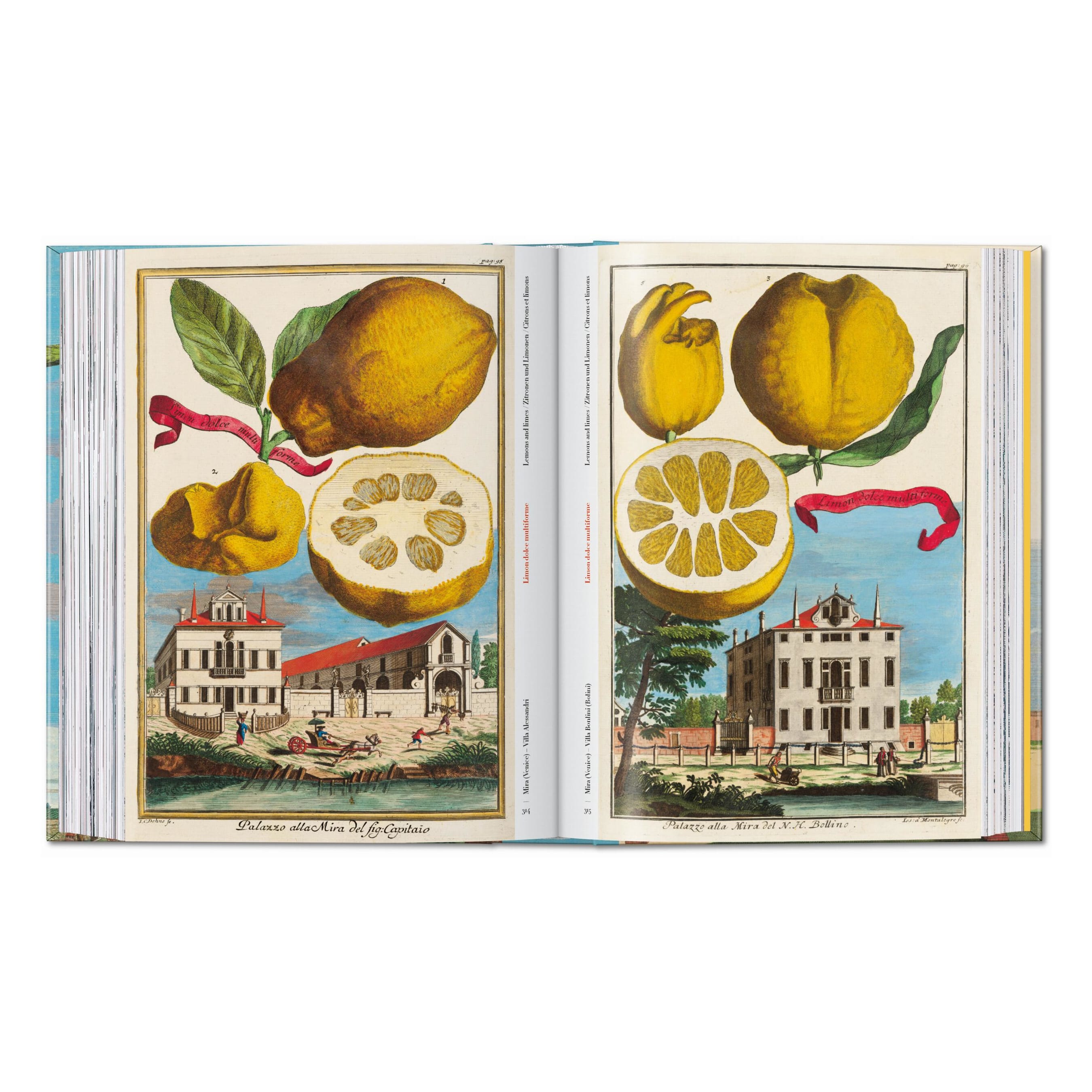 J. C. Volkamer. The Book of Citrus Fruits. 45th Ed. (German, French, English)