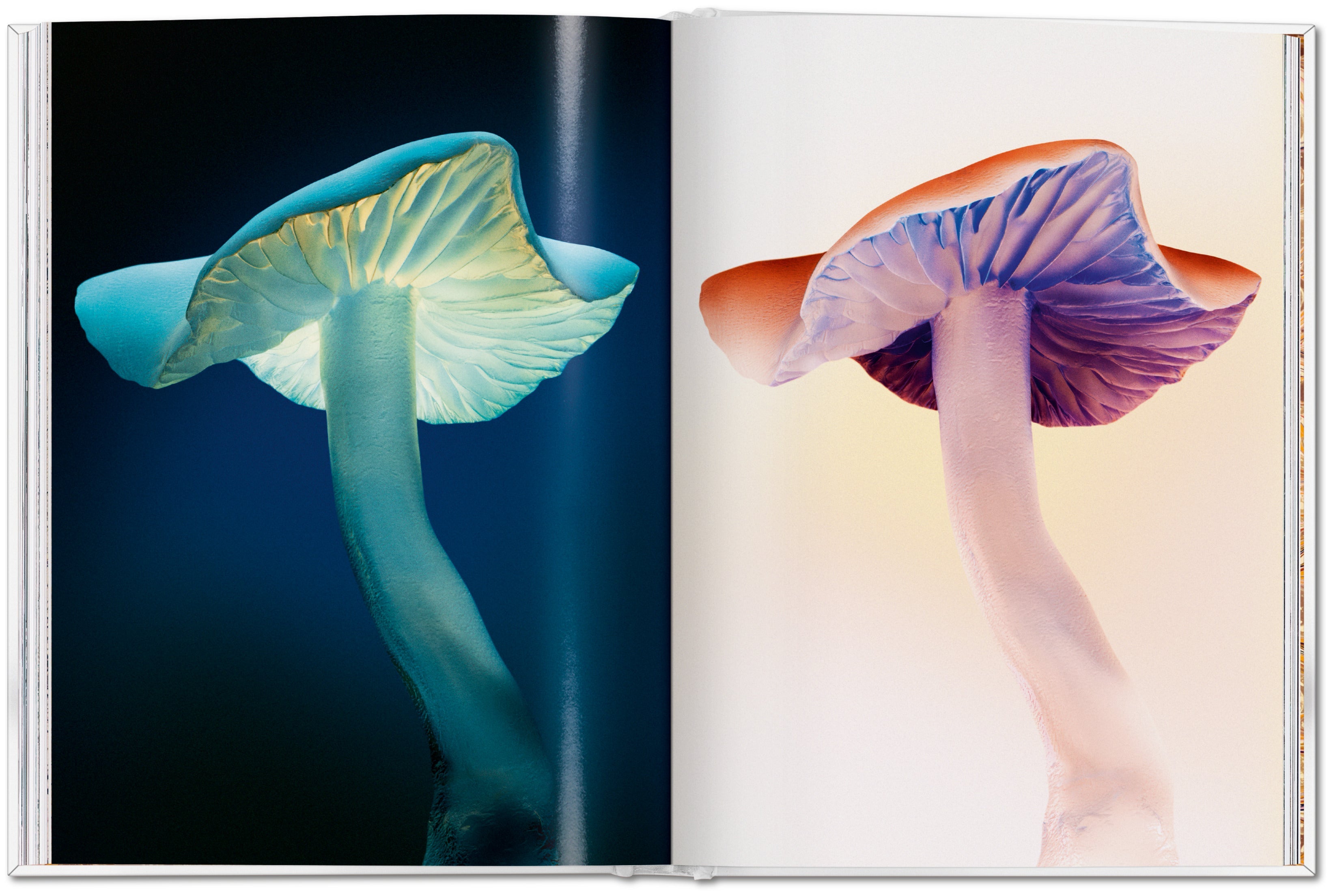 The Gourmand's Mushroom. A Collection of Stories and Recipes (English)