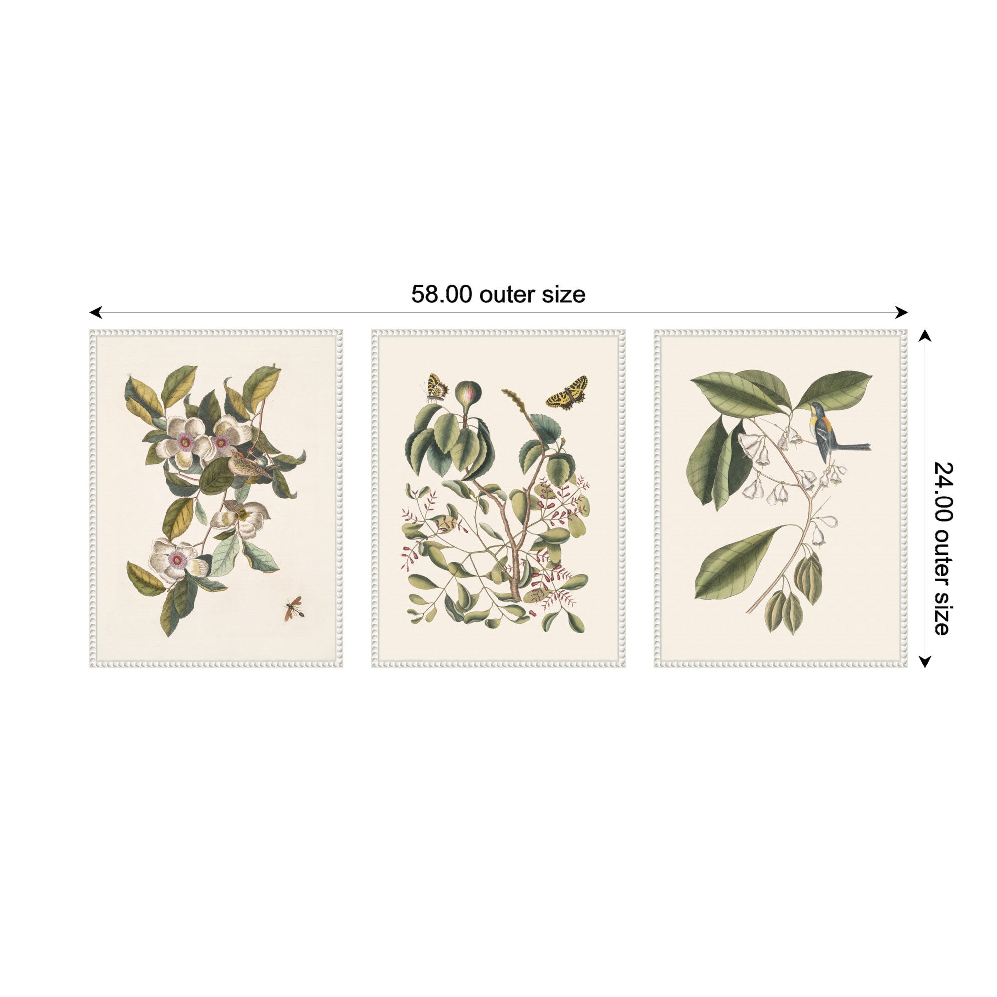 1754 Mark Catesby Botanicals and Avian Studies 3 Piece Framed Canvas Wall Art Set by Nostalgia Prints