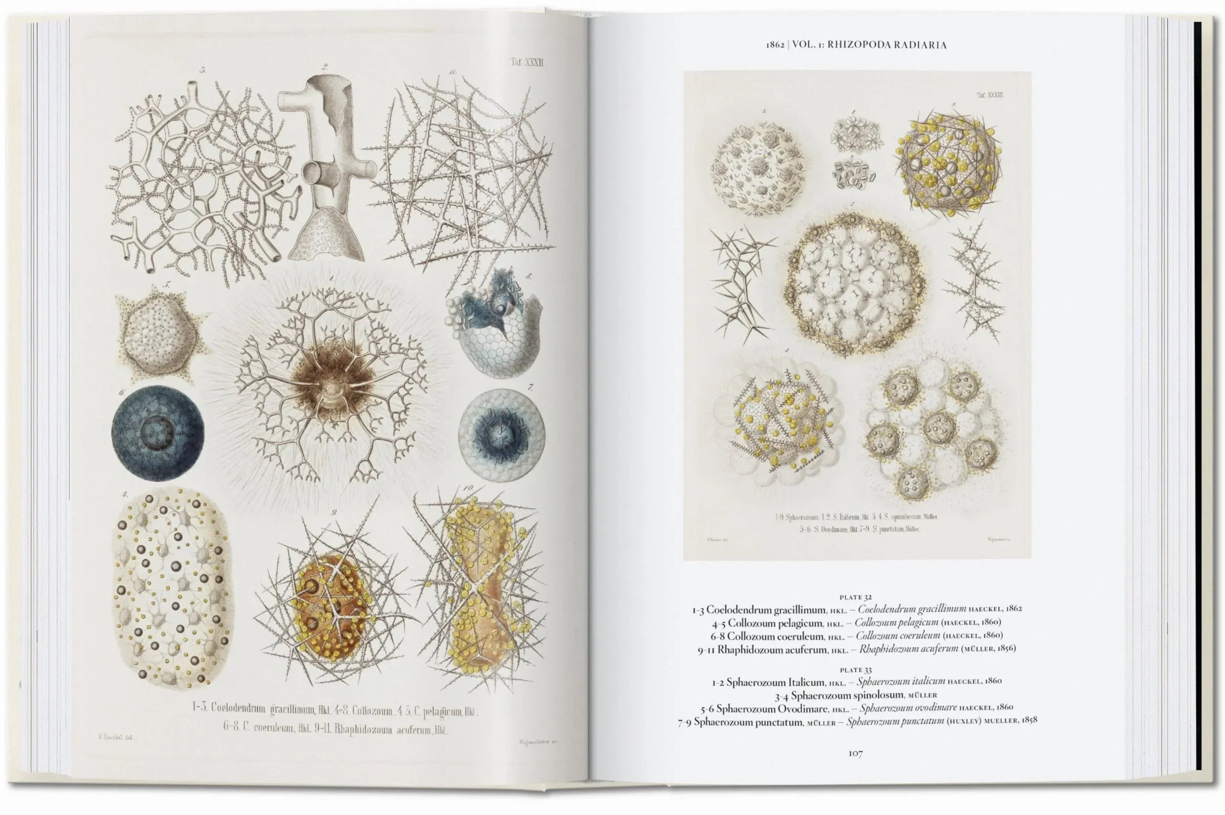 L’art et la science de Ernst Haeckel. 40th Ed. (French)