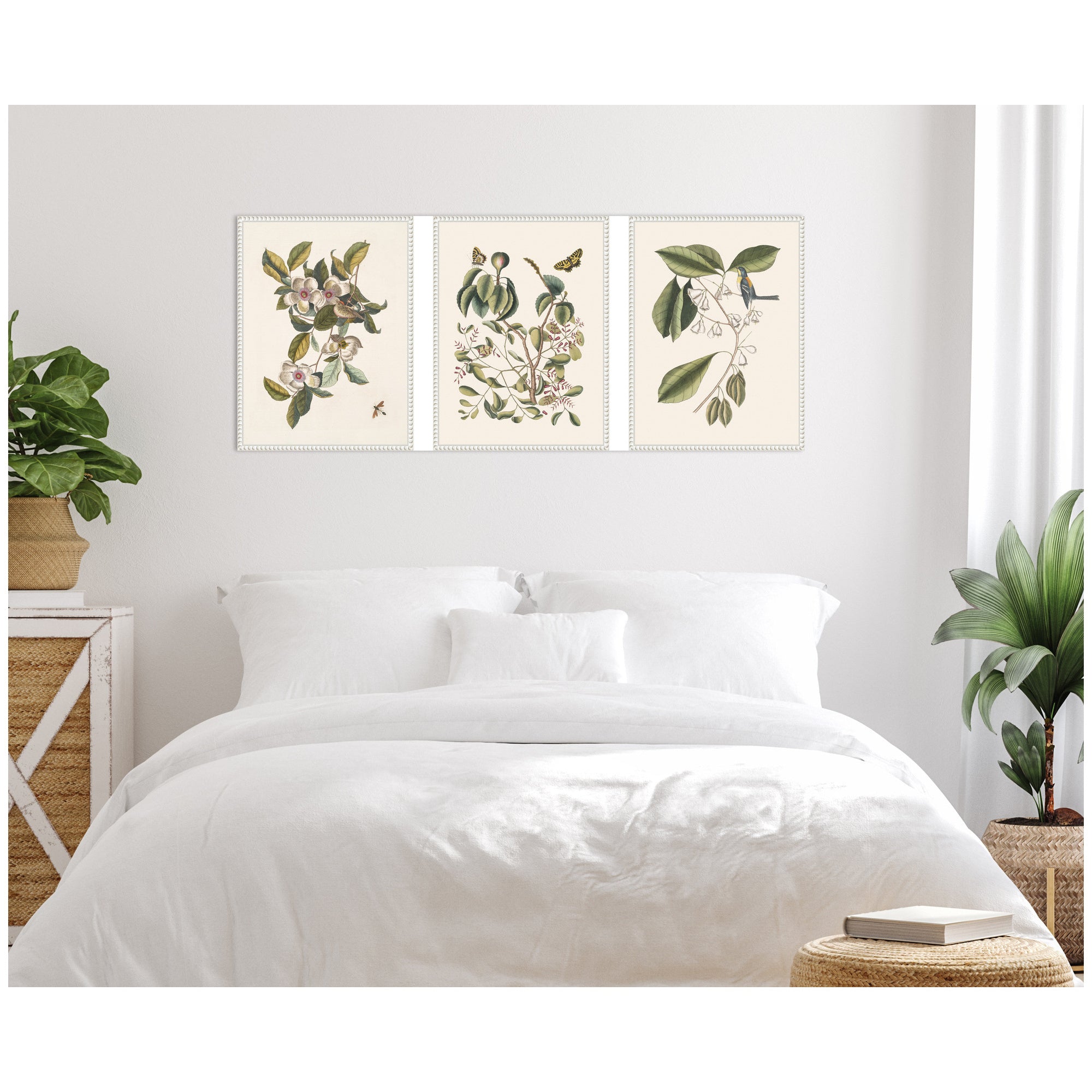 1754 Mark Catesby Botanicals and Avian Studies 3 Piece Framed Canvas Wall Art Set by Nostalgia Prints