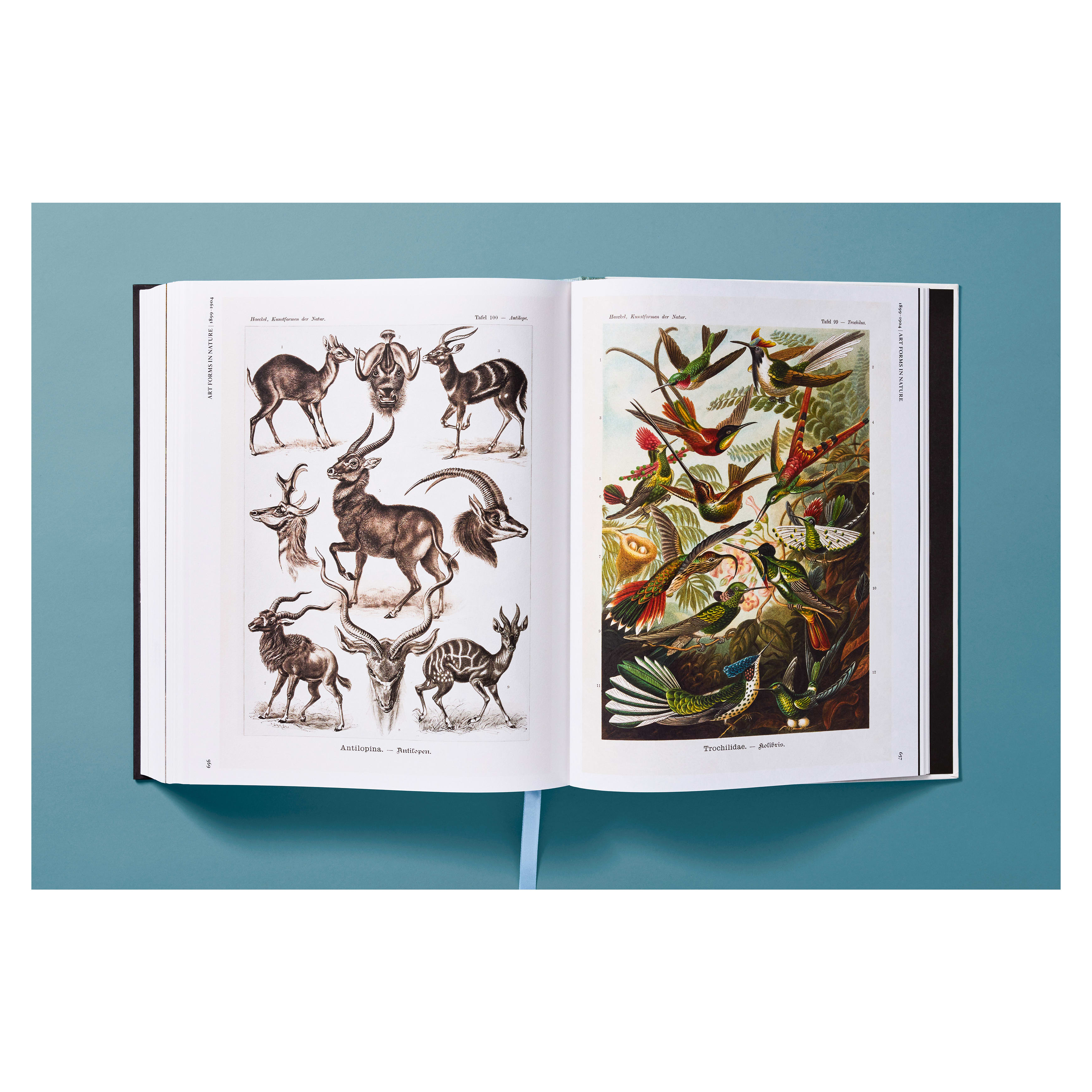 The Art and Science of Ernst Haeckel (German, French, English)