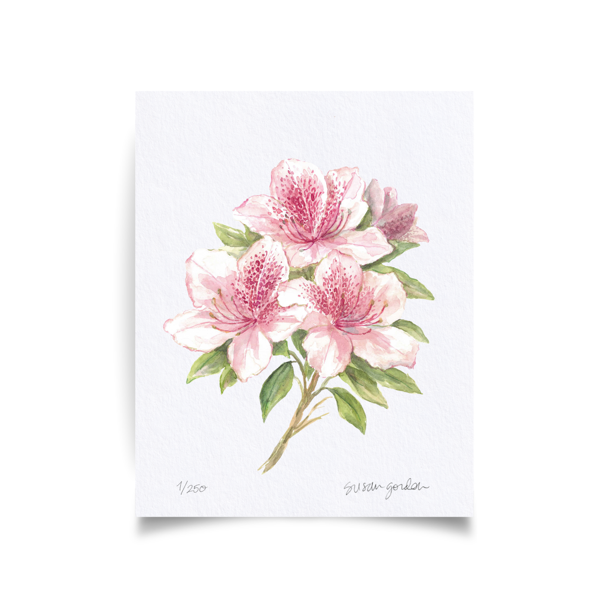 8x10 Azalea Prints By Susan Gordon