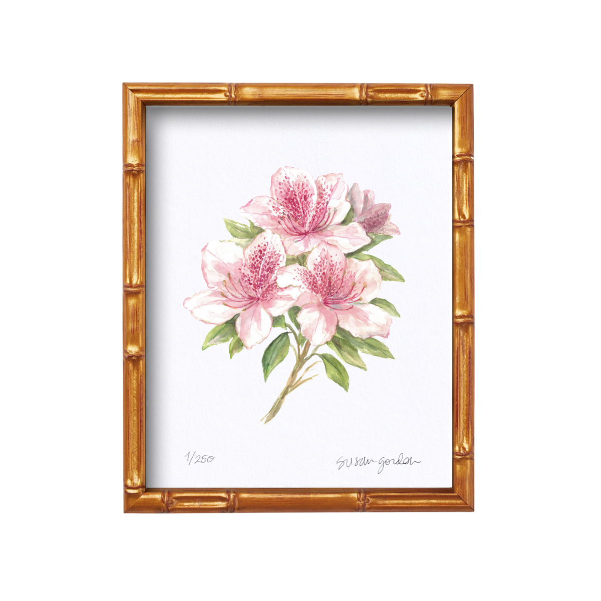 8x10 Azalea Prints By Susan Gordon