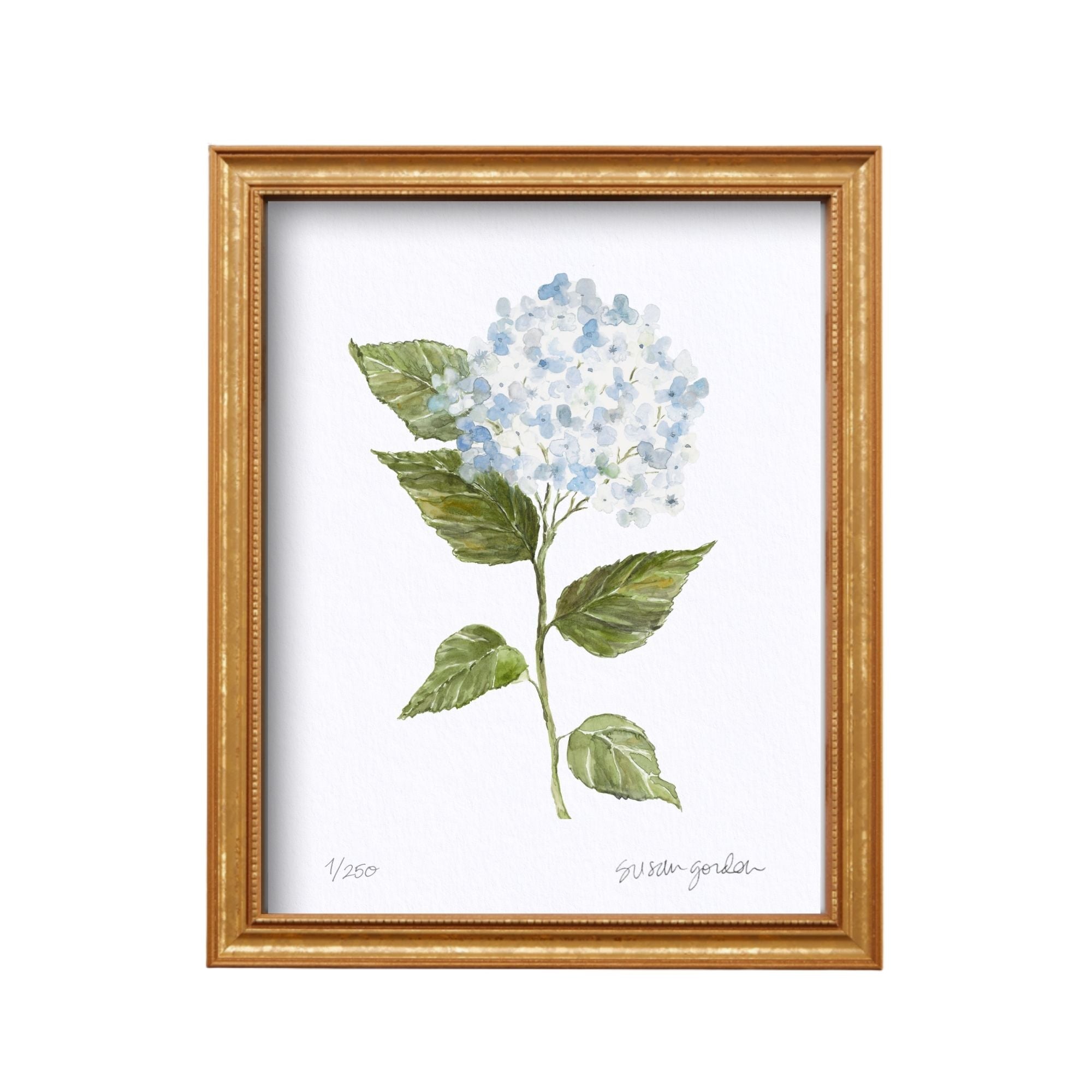 8x10 Hydrangea Print No. 2 By Susan Gordon