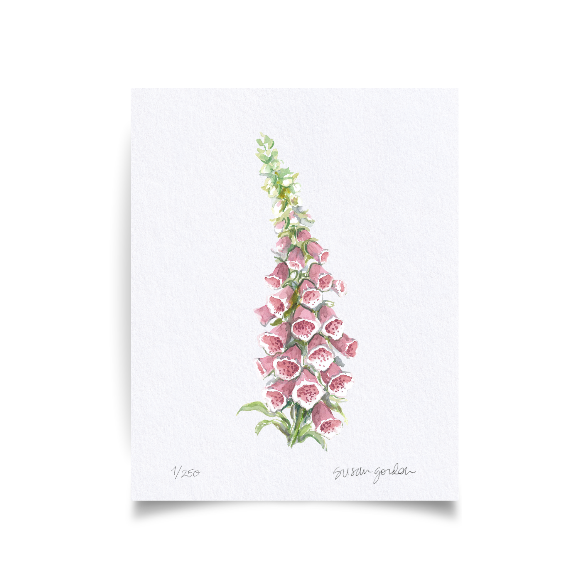 8x10 Foxglove Prints By Susan Gordon