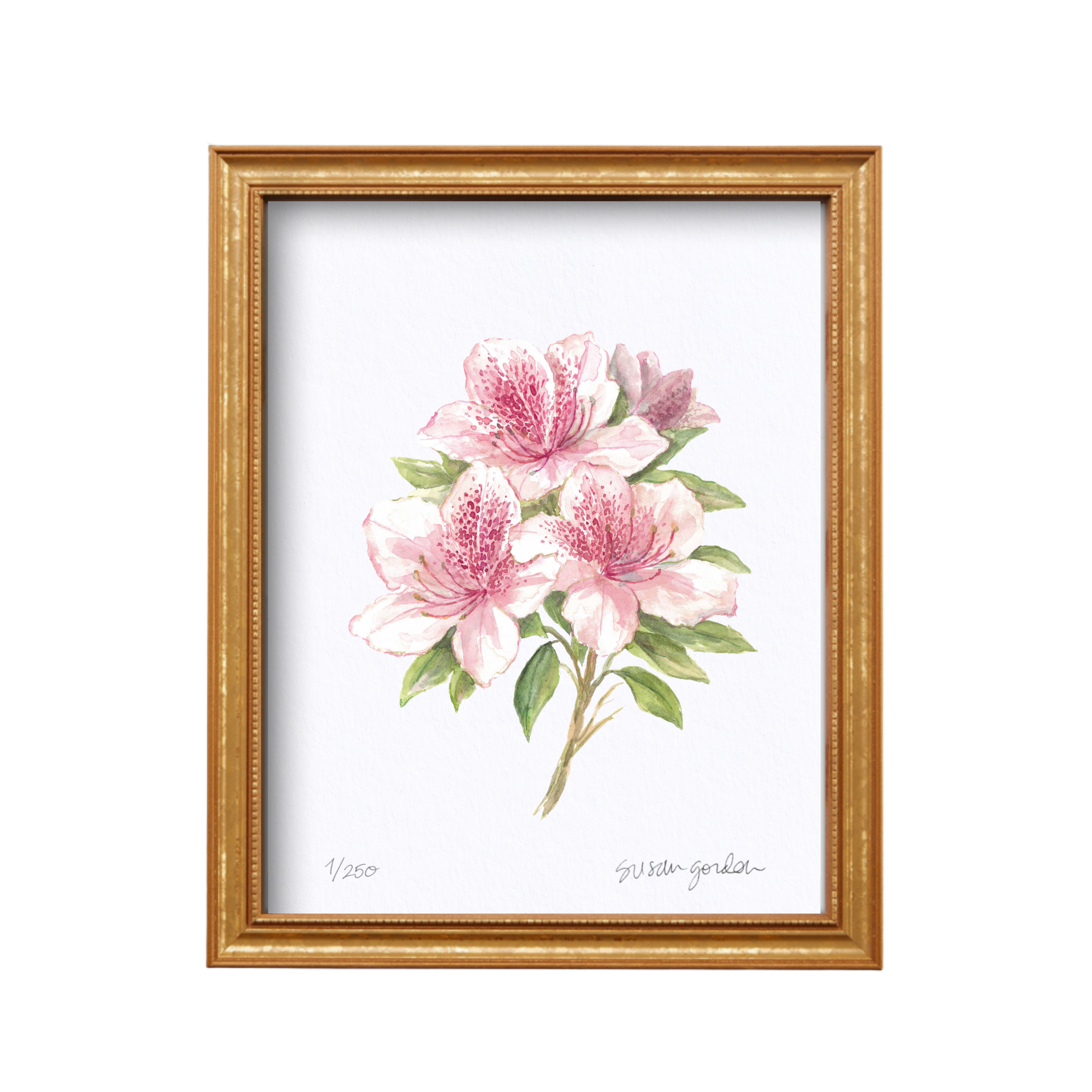 8x10 Azalea Prints By Susan Gordon