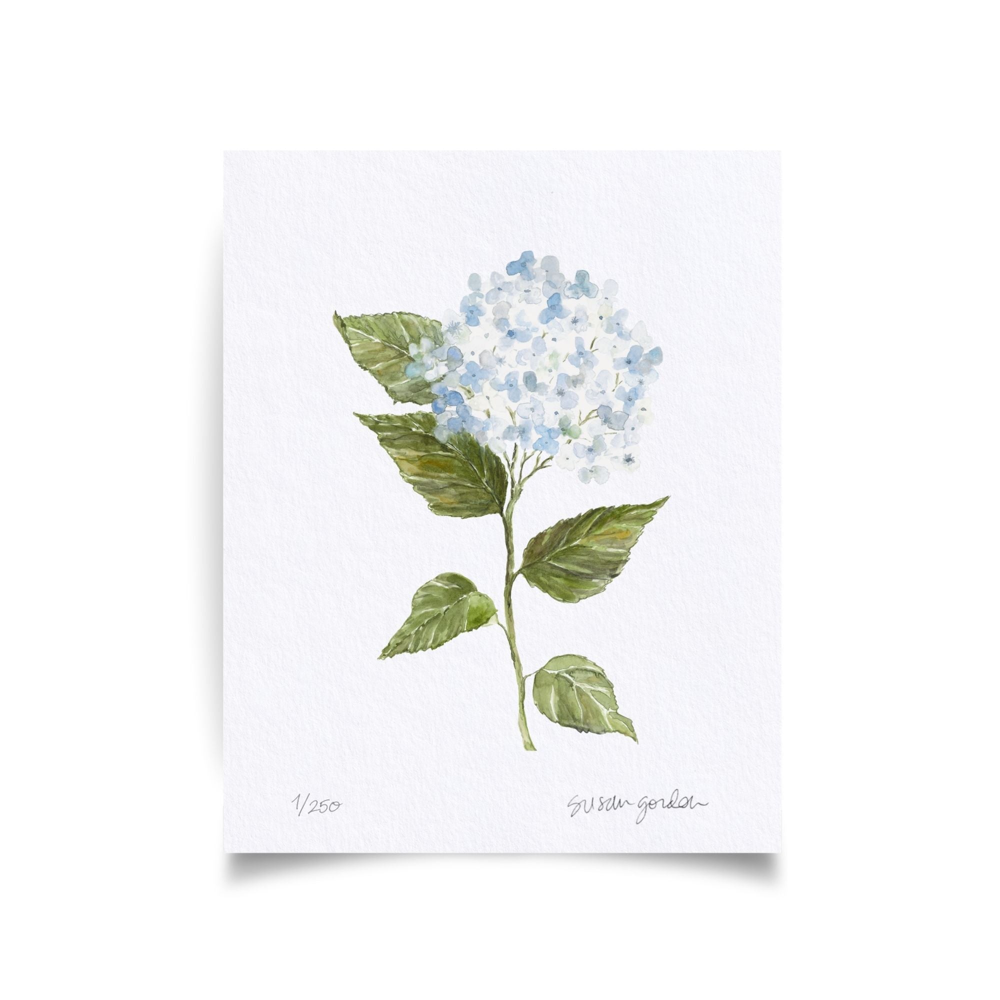 8x10 Hydrangea Print No. 2 By Susan Gordon